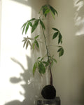 Pachira Aquatica Kokedama