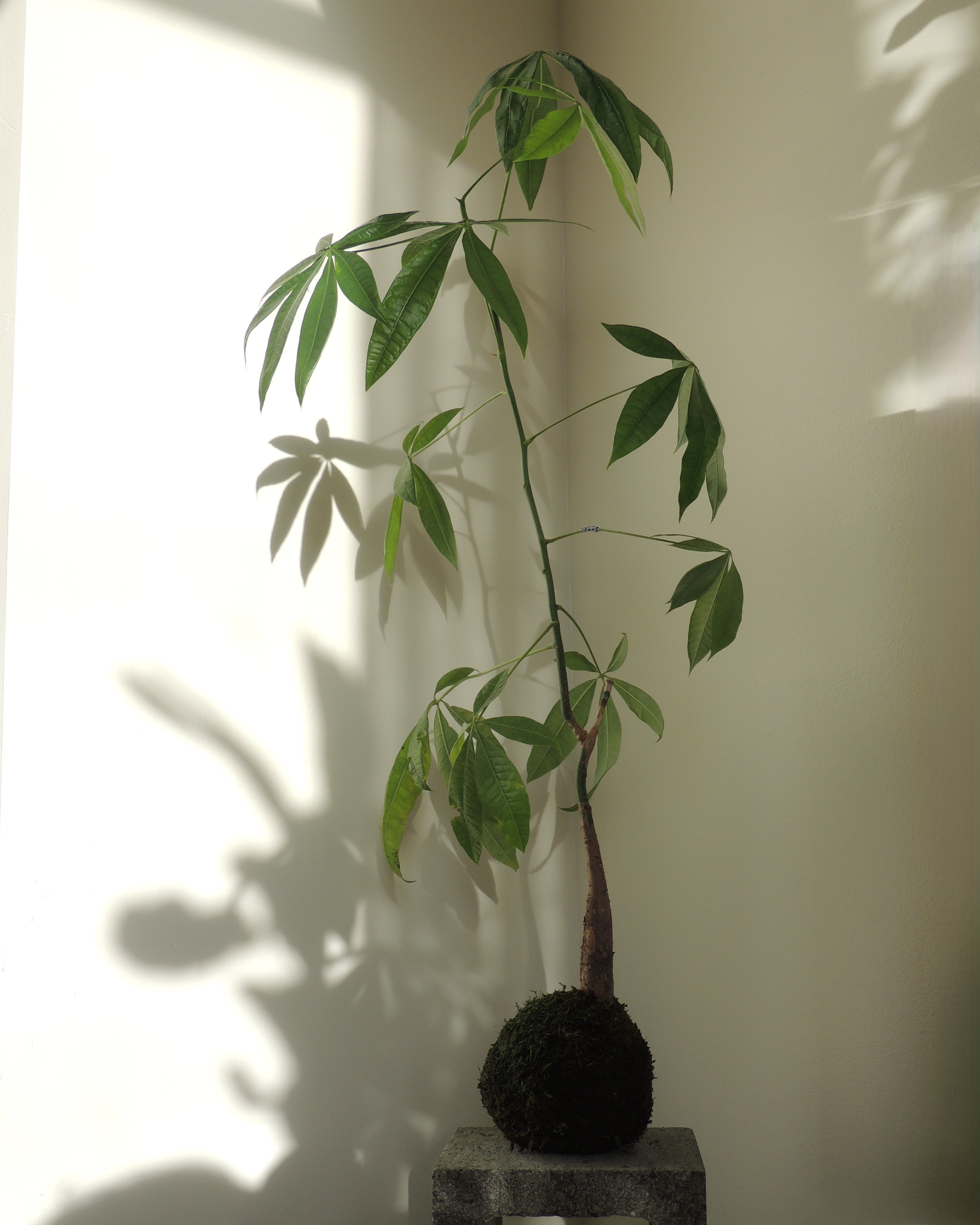 Pachira Aquatica Kokedama