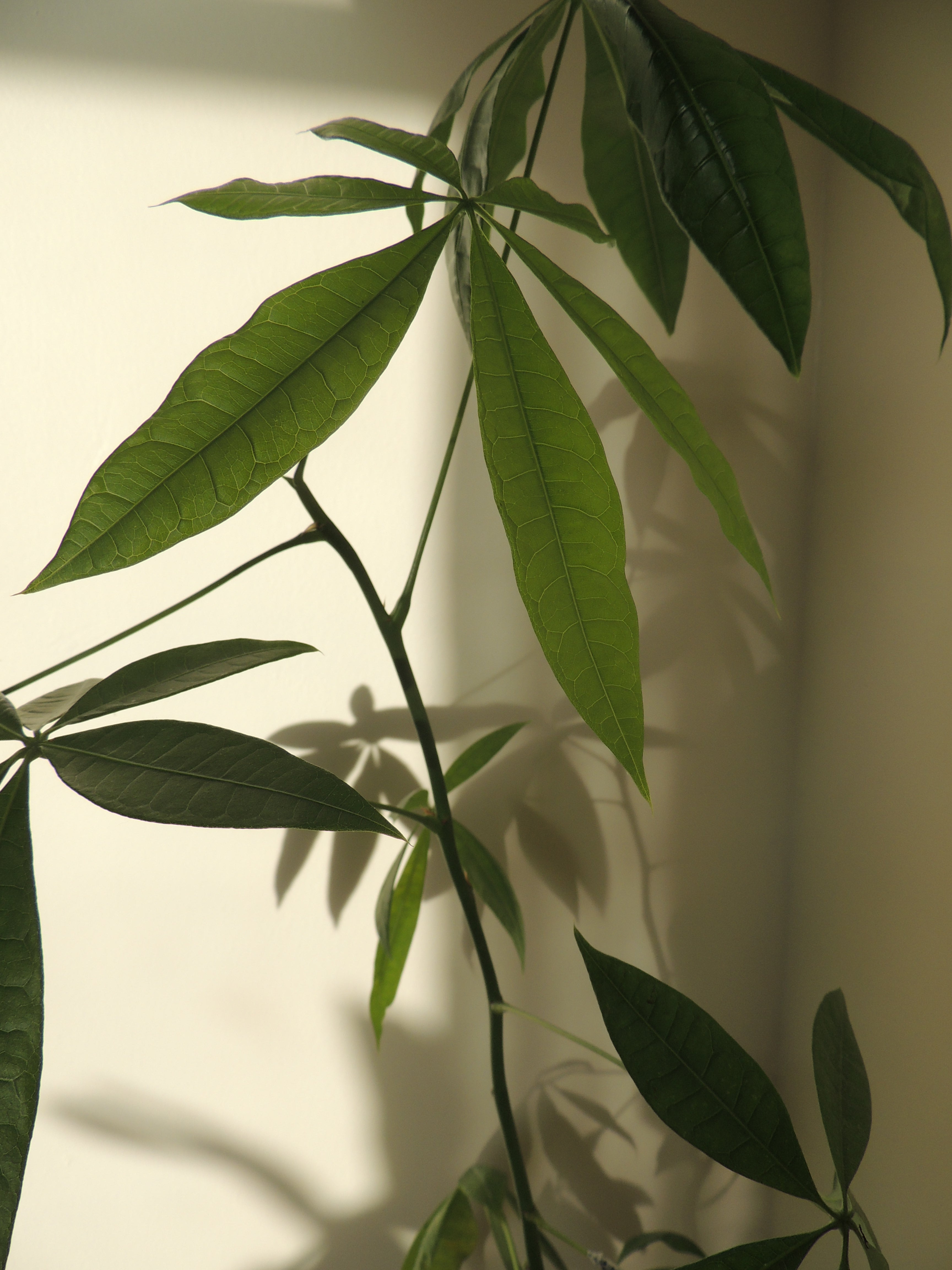 Pachira Aquatica Kokedama