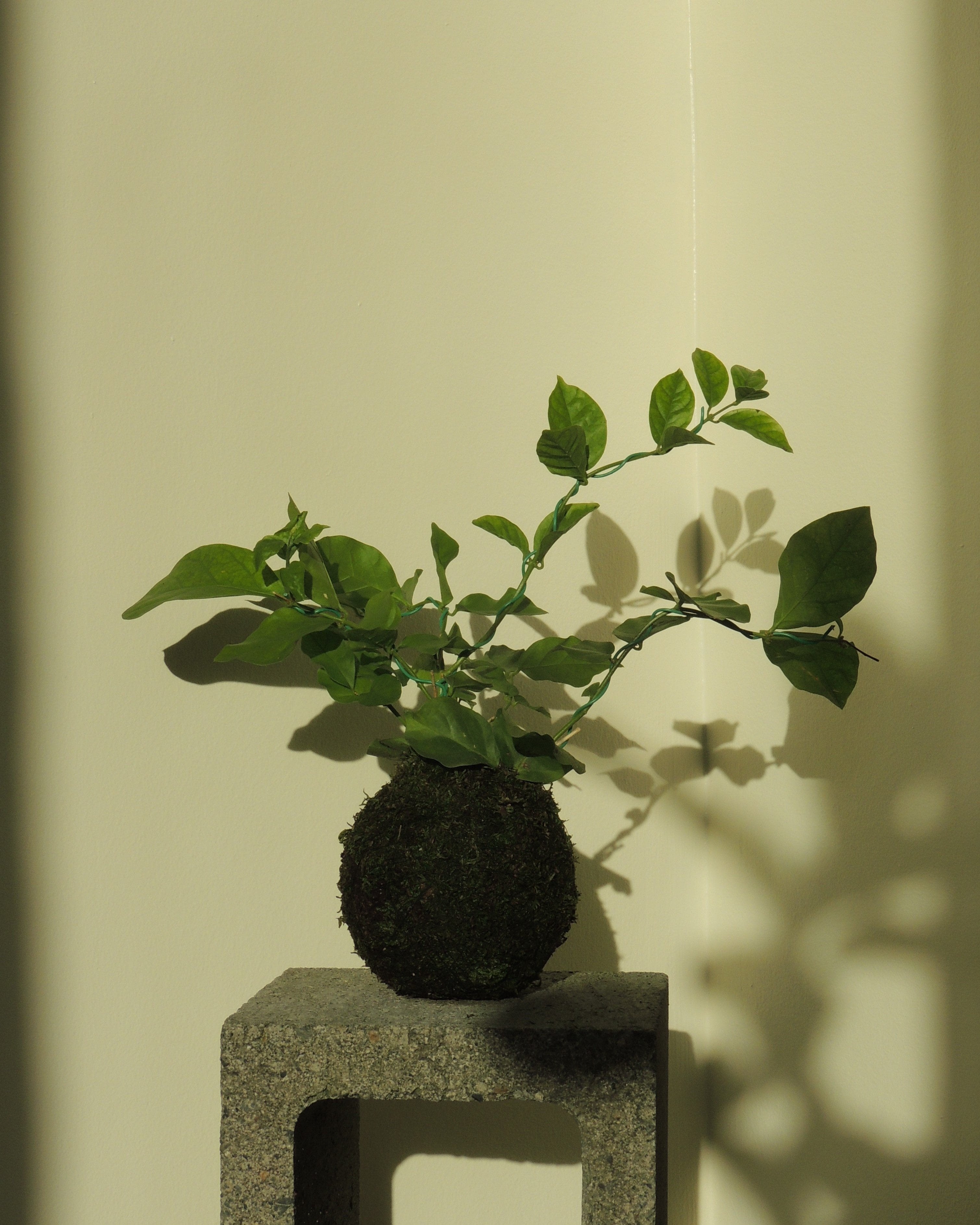 Arabian jasmine Kokedama