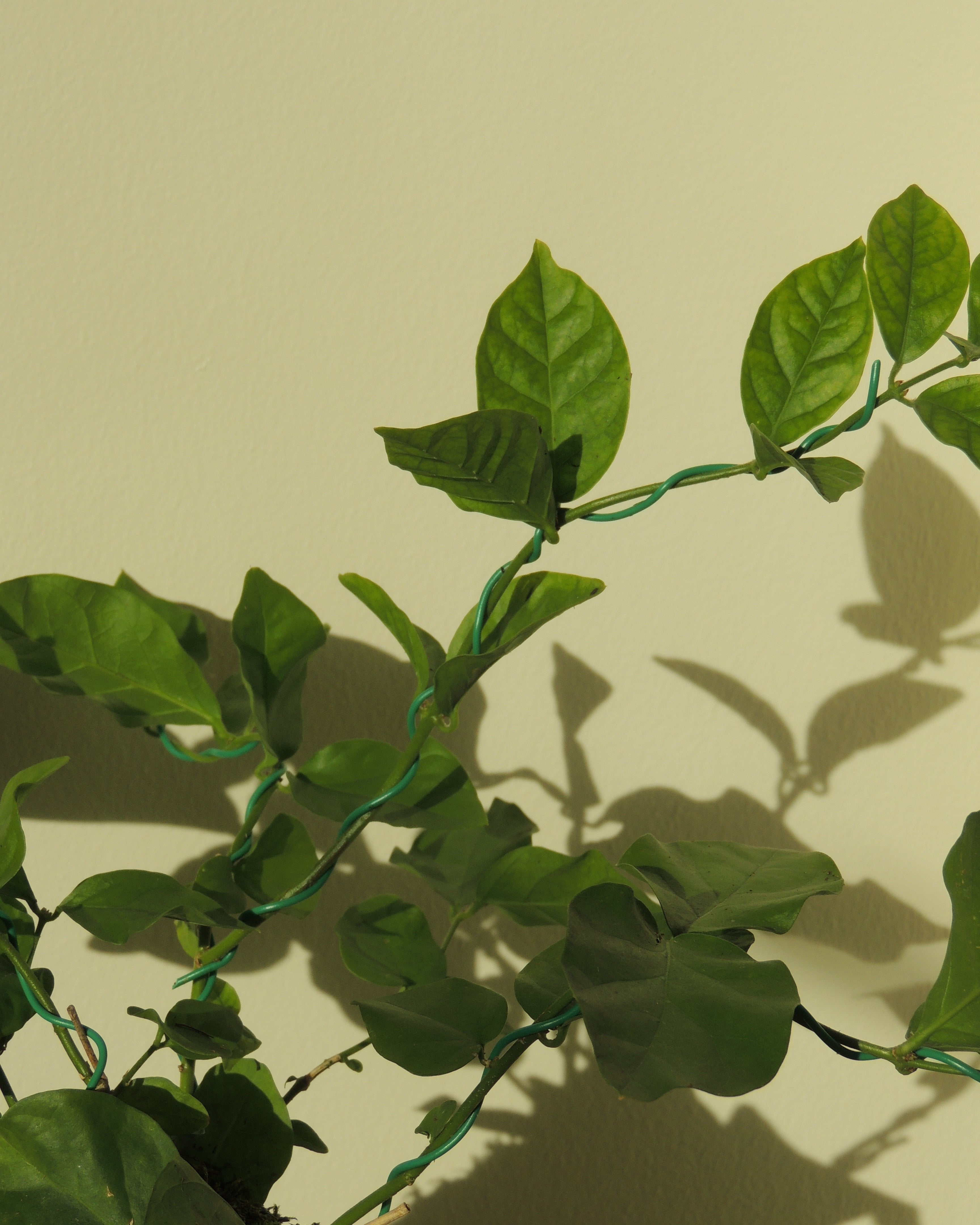 Arabian jasmine Kokedama