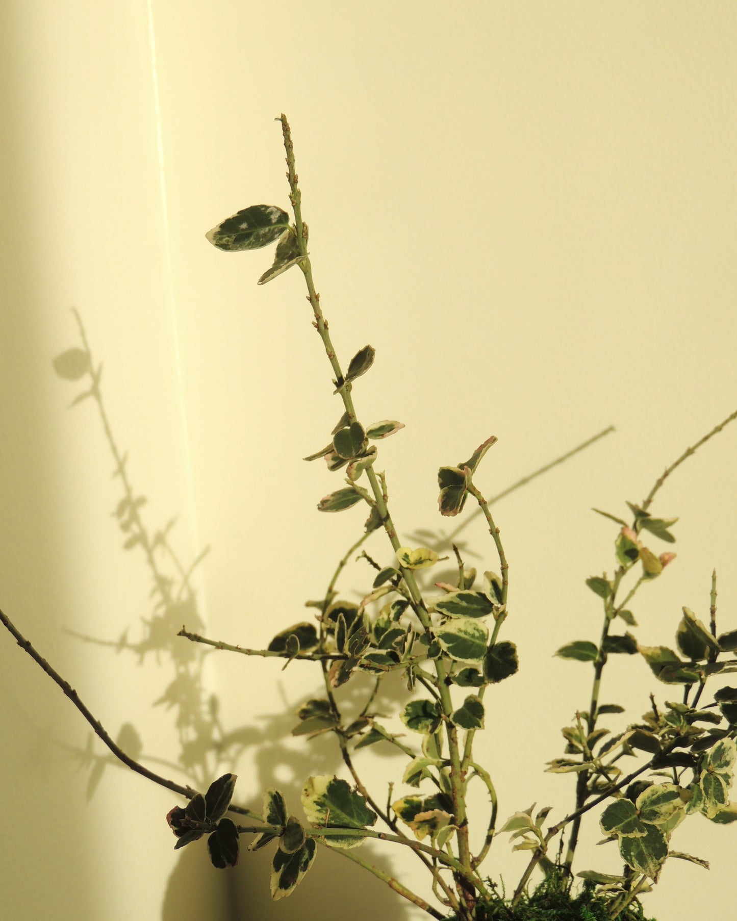 Euonymus Fortunei Kokedama