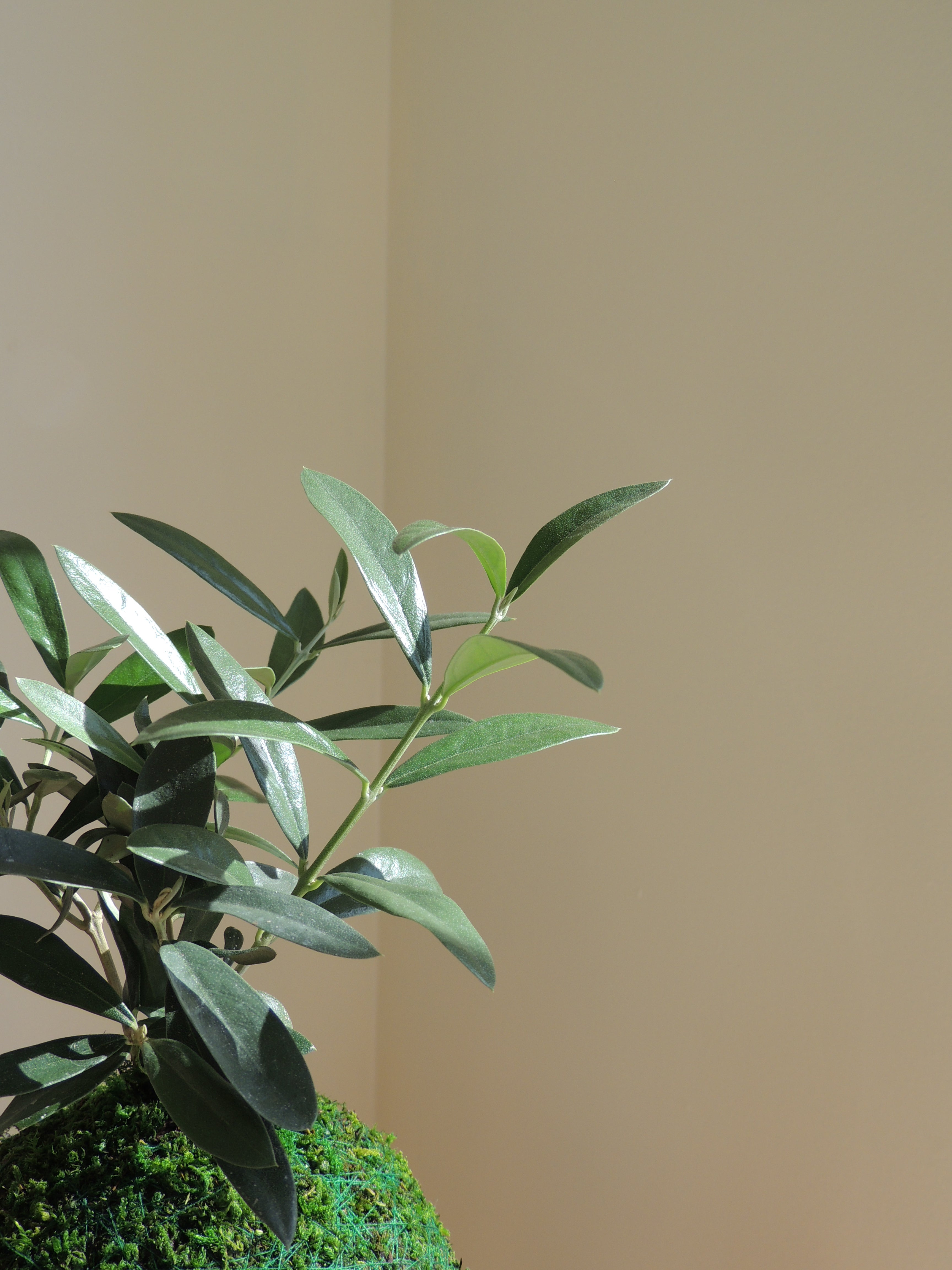 Olive Tree Kokedama