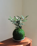Olive Tree Kokedama