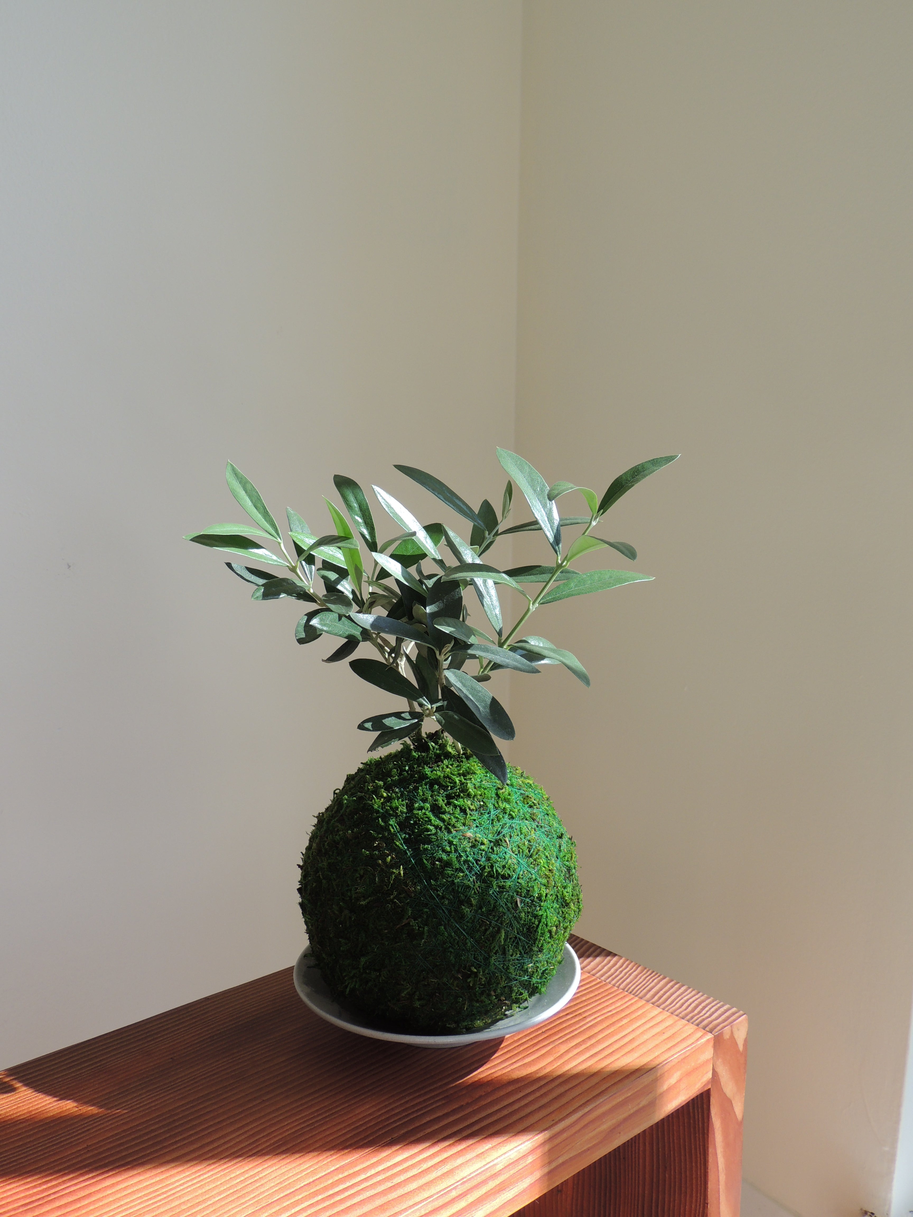 Olive Tree Kokedama