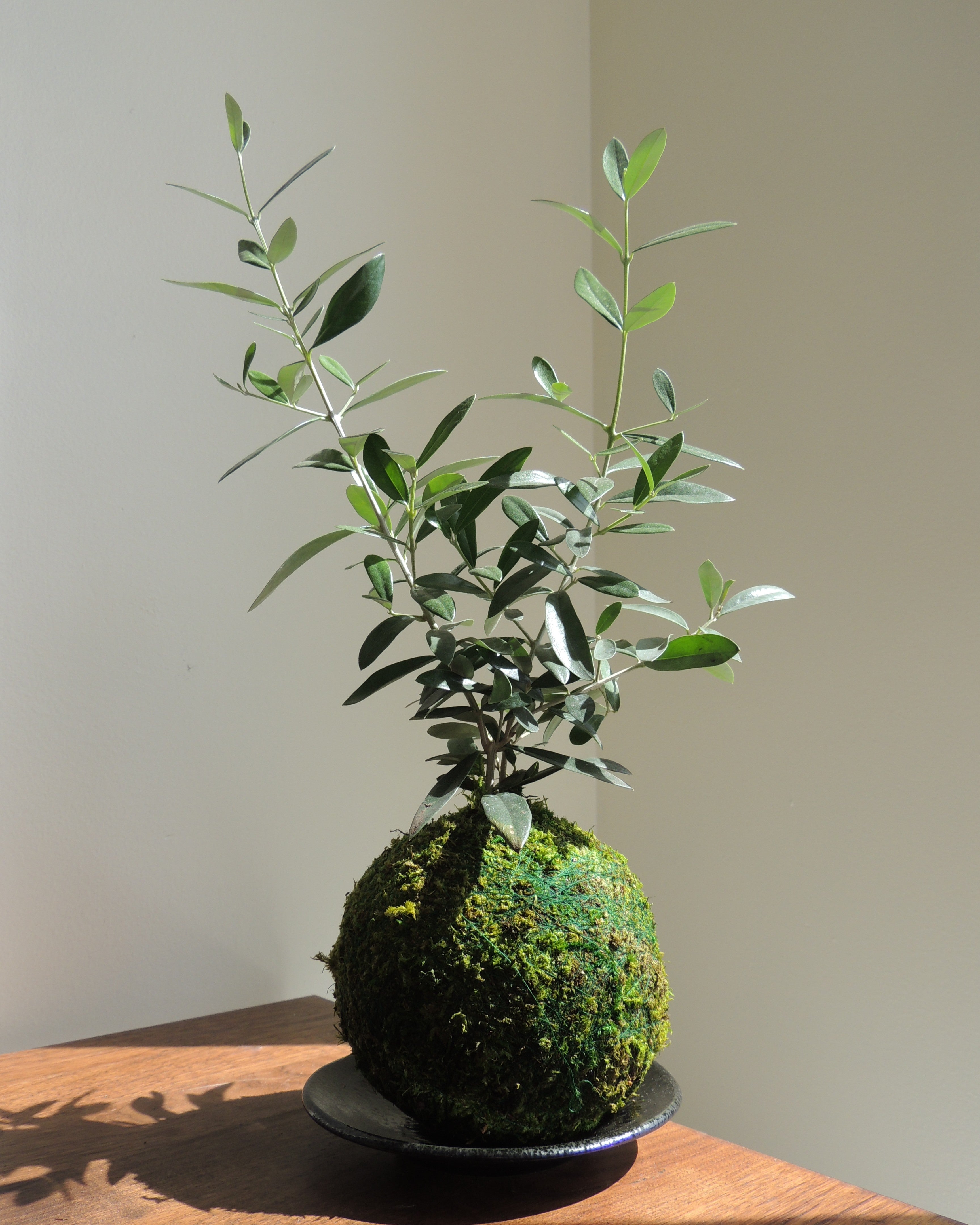 Olive Tree Kokedama
