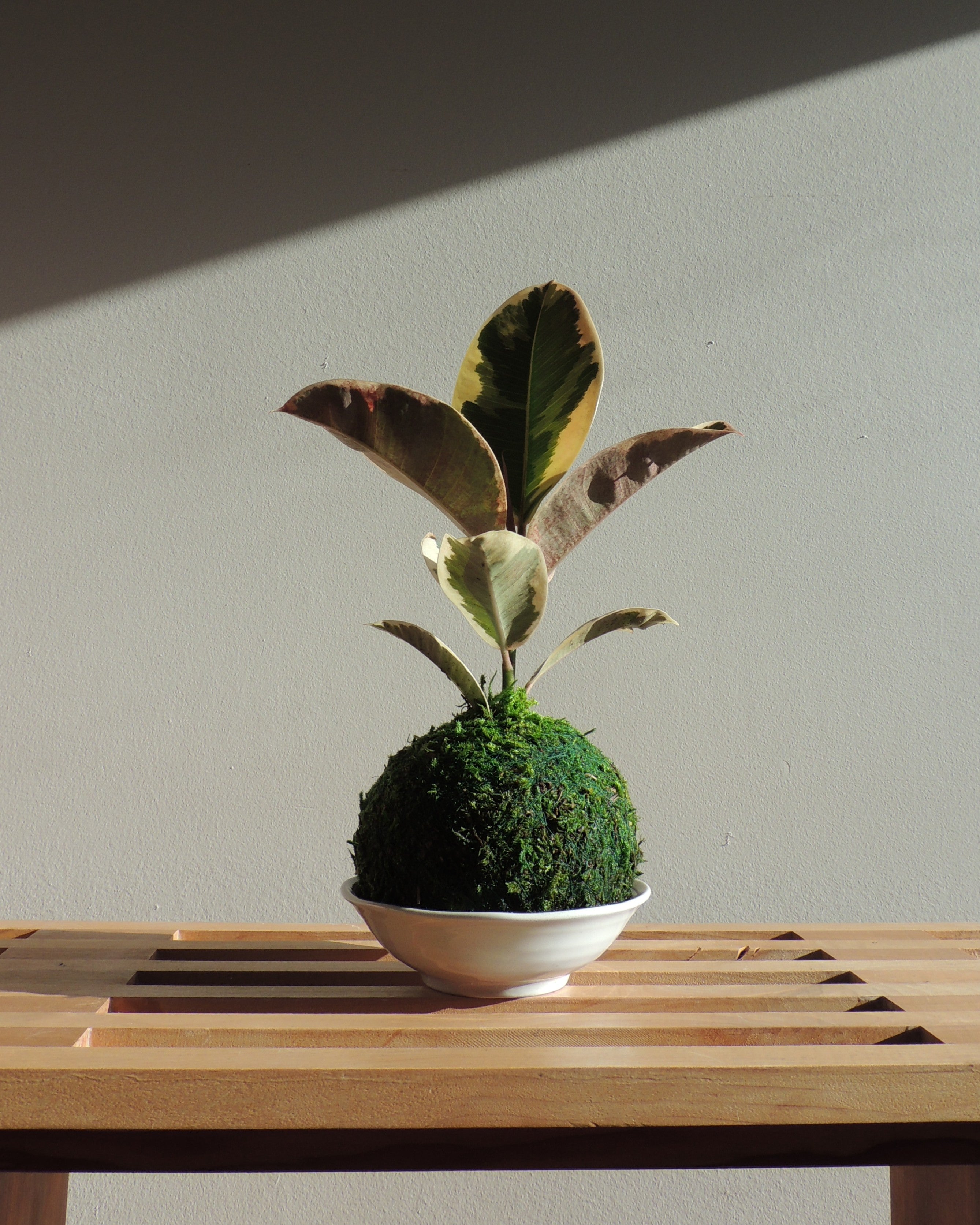 Ficus Elastica Kokedama