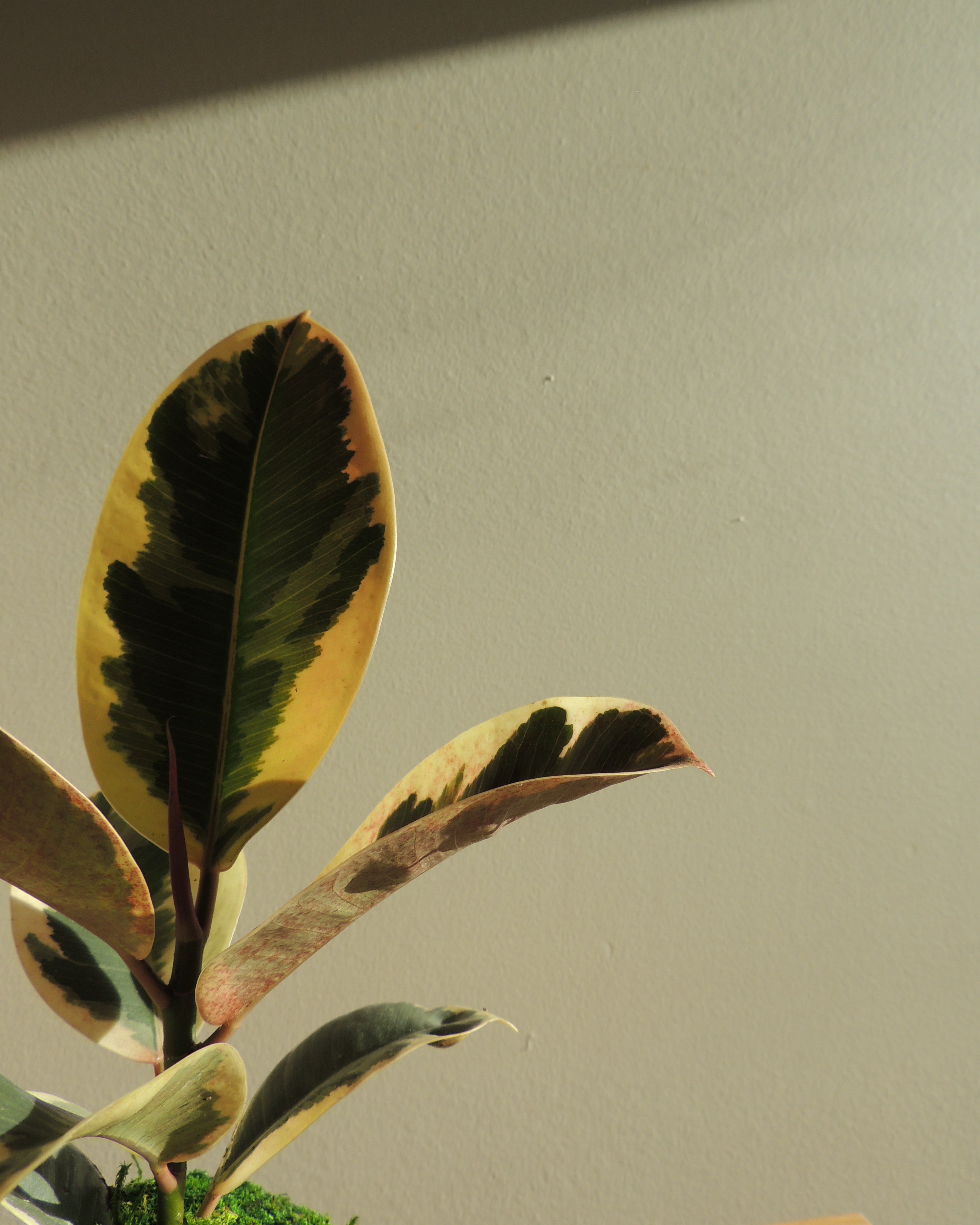 Ficus Elastica Kokedama