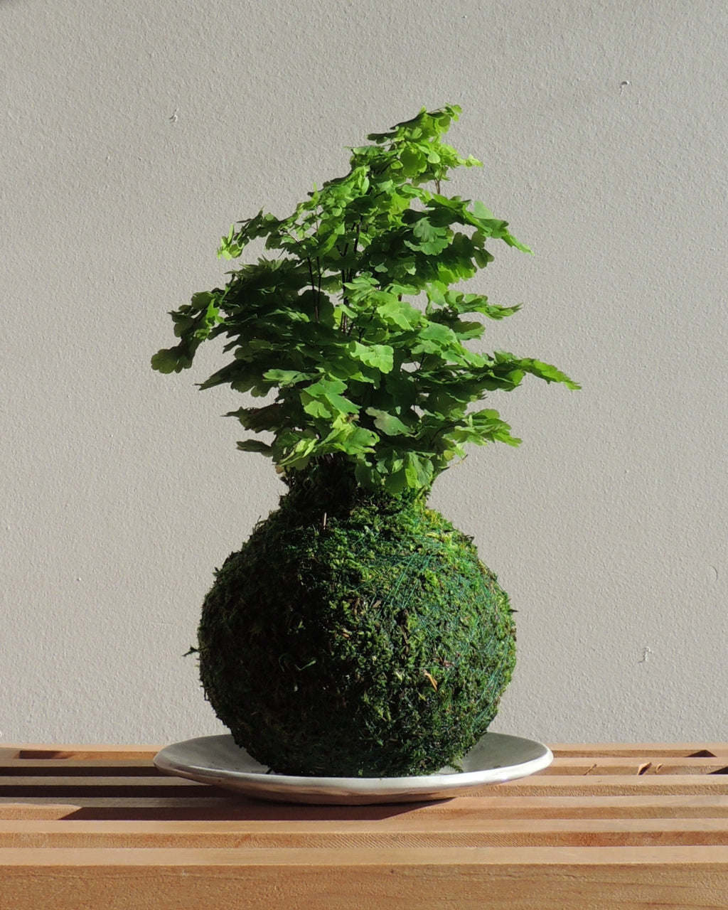 Maidenhair Fern Kokedama