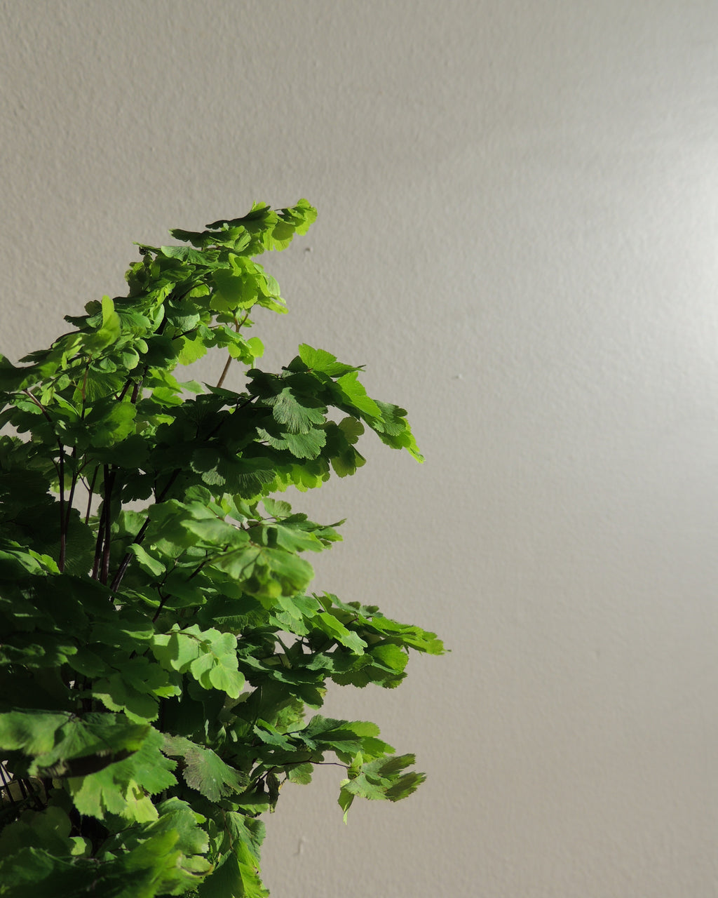 Maidenhair Fern Kokedama