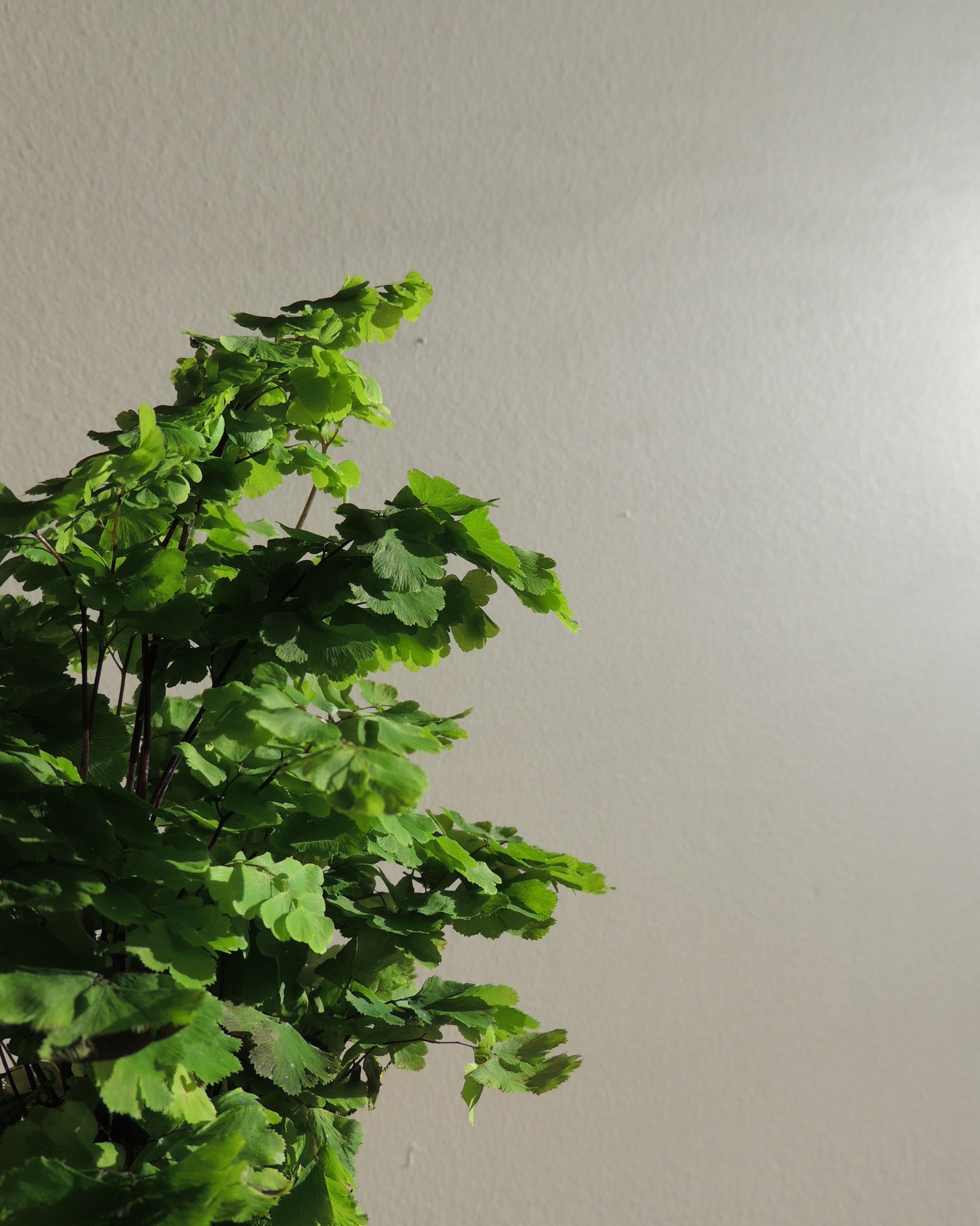 Maidenhair Fern Kokedama