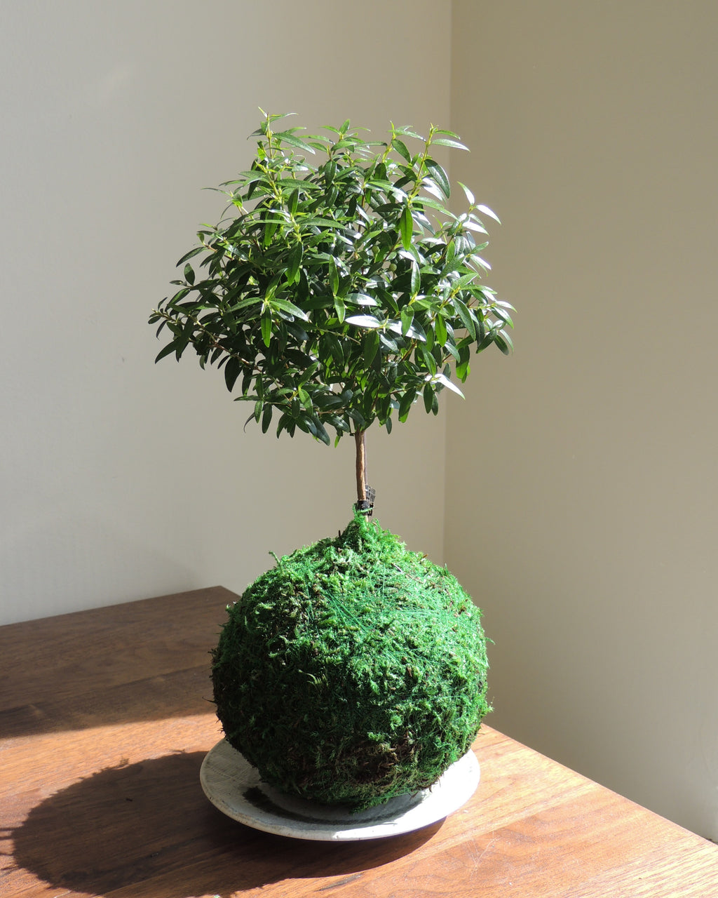 Myrtle Kokedama