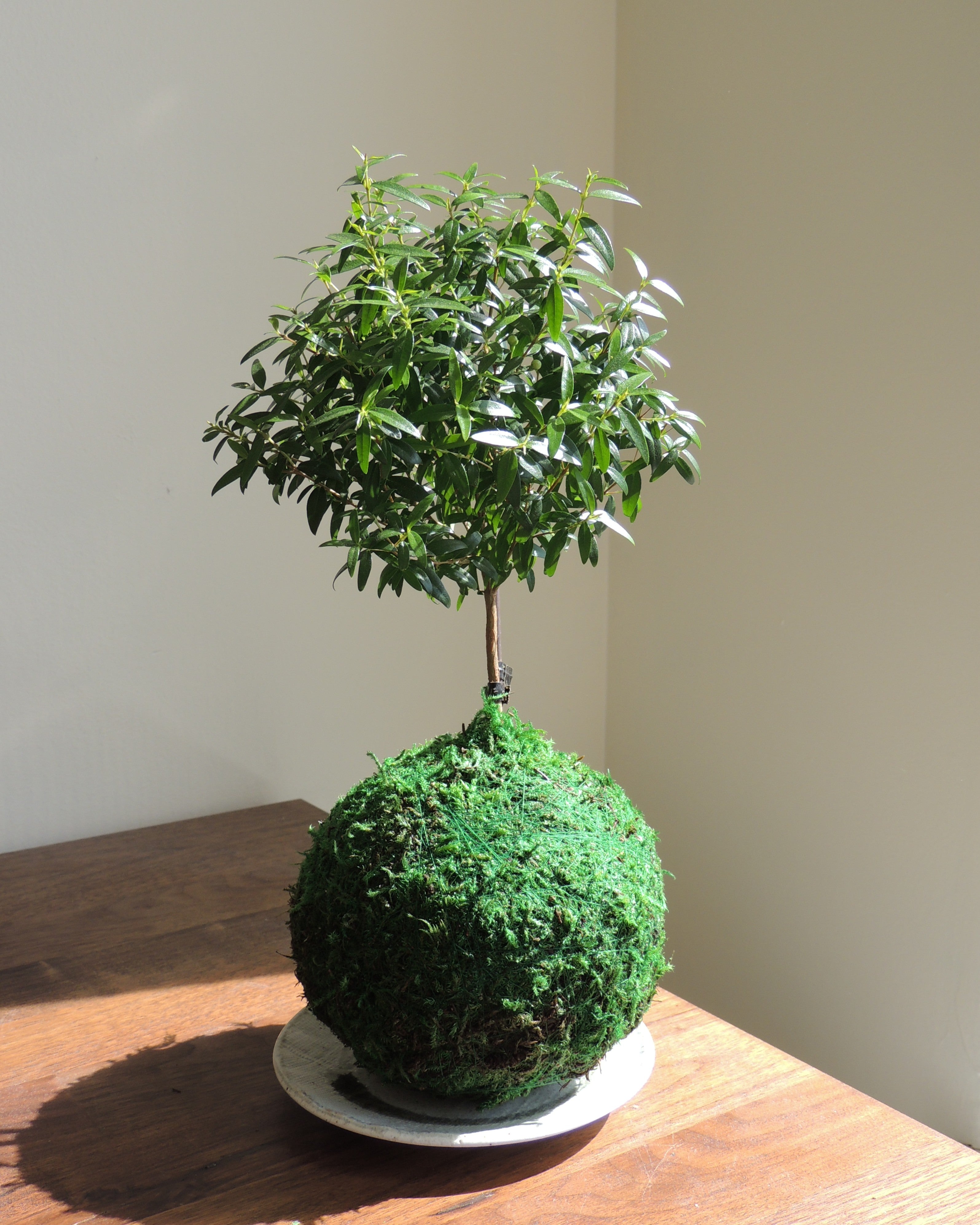 Myrtle Kokedama