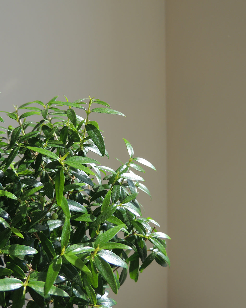 Myrtle Kokedama