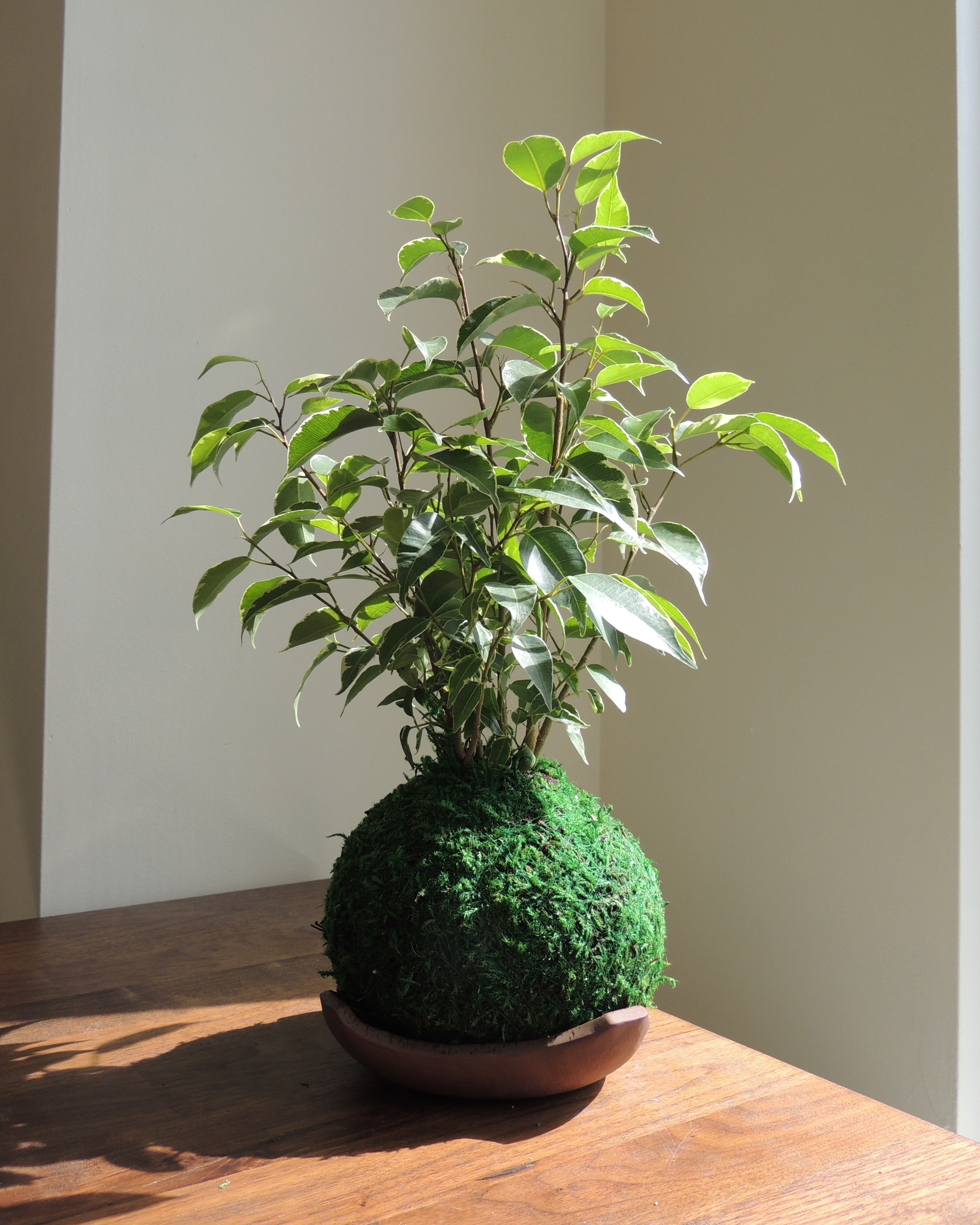 Ficus Benjamina Kokedama