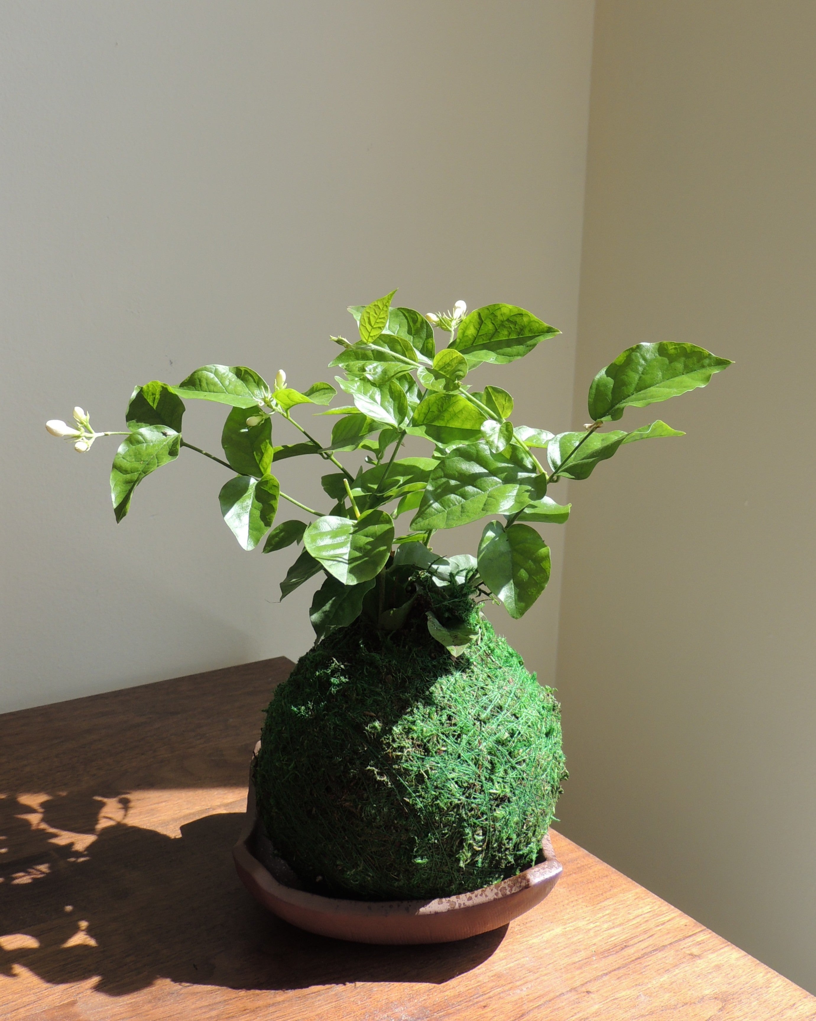 Jasmine Kokedama
