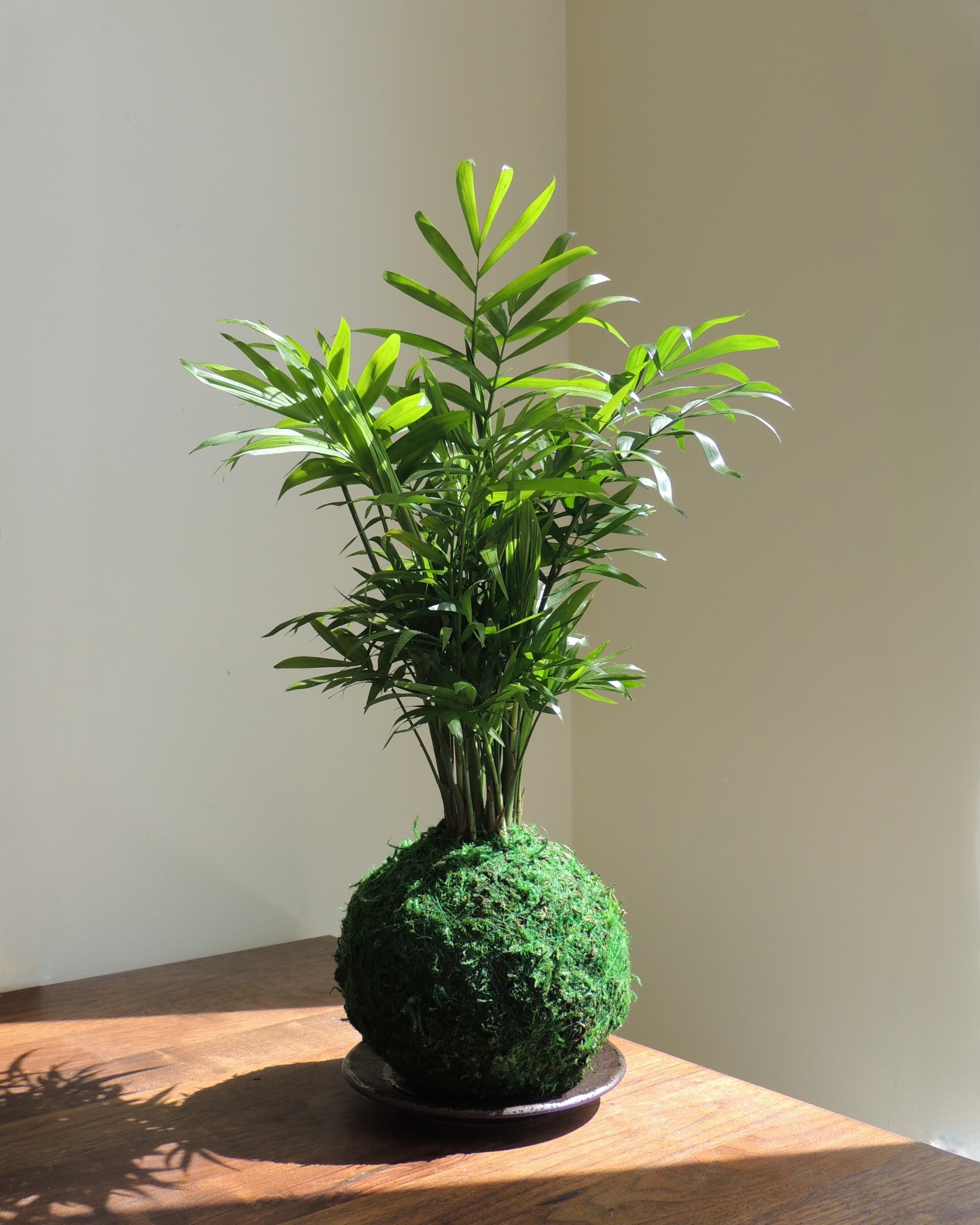 Parlor Palm Kokedama
