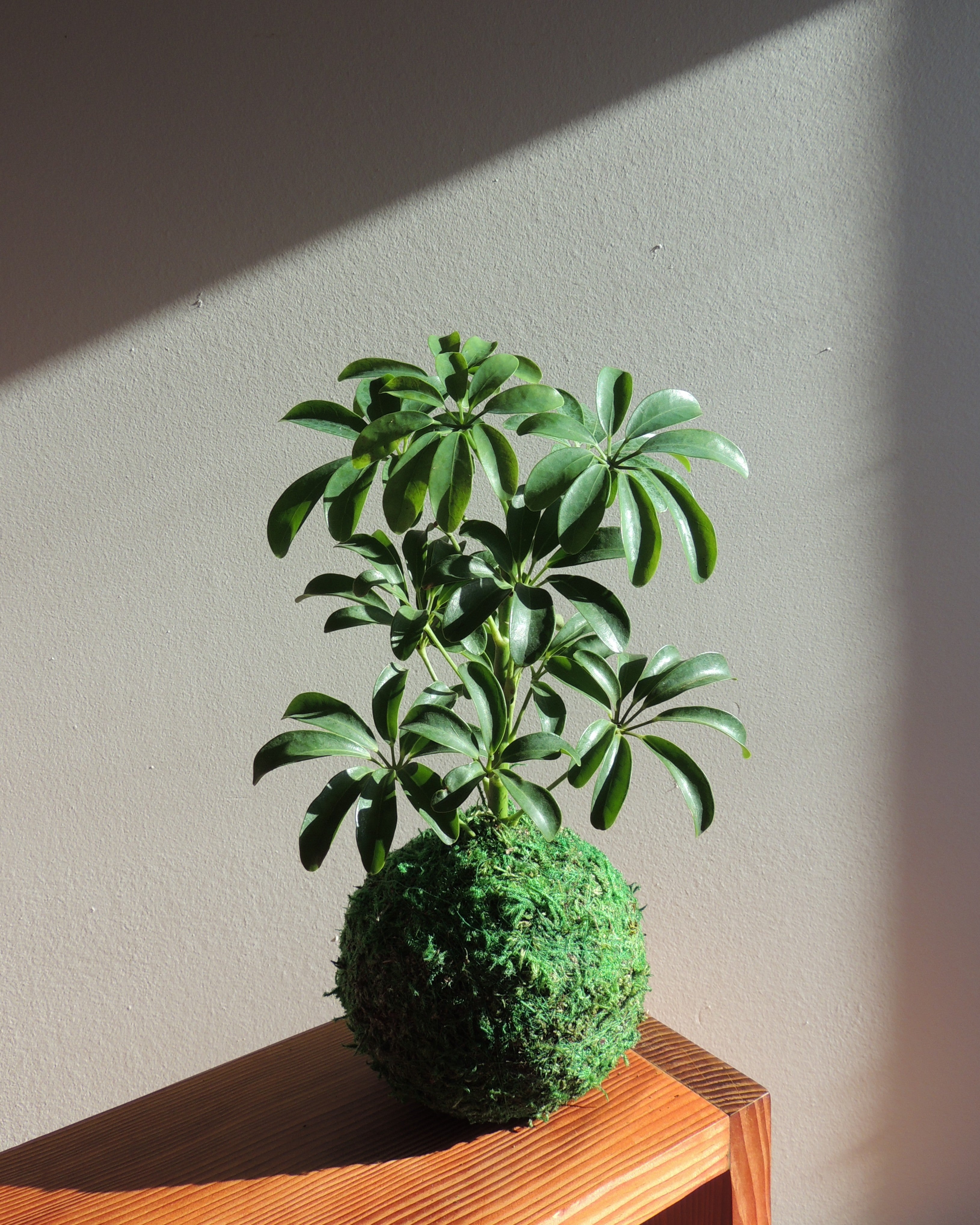 Schefflera Kokedama