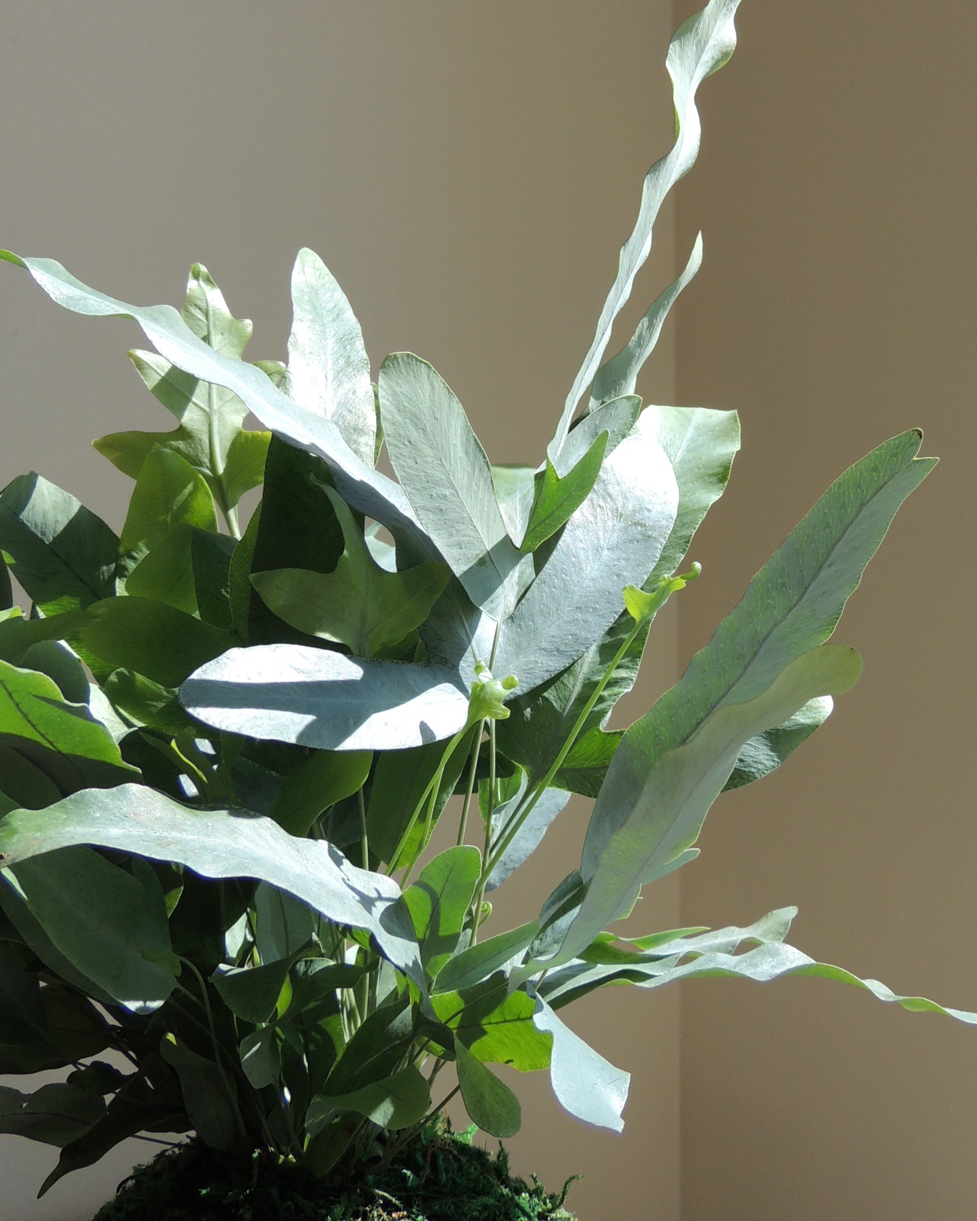 Blue Star Fern Kokedama