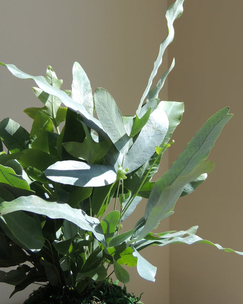 Blue Star Fern Kokedama