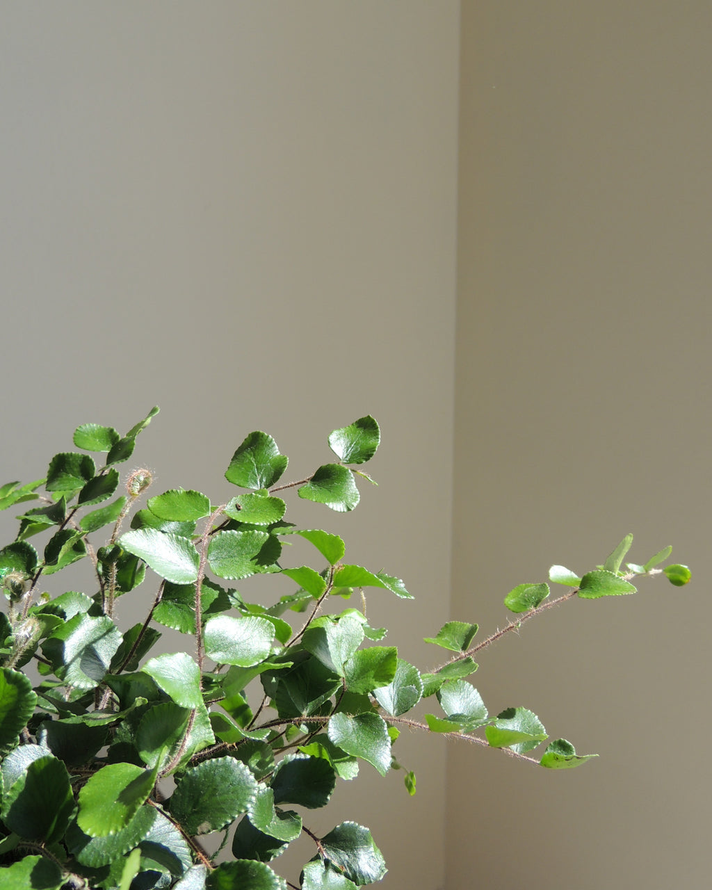 Button Fern Kokedama