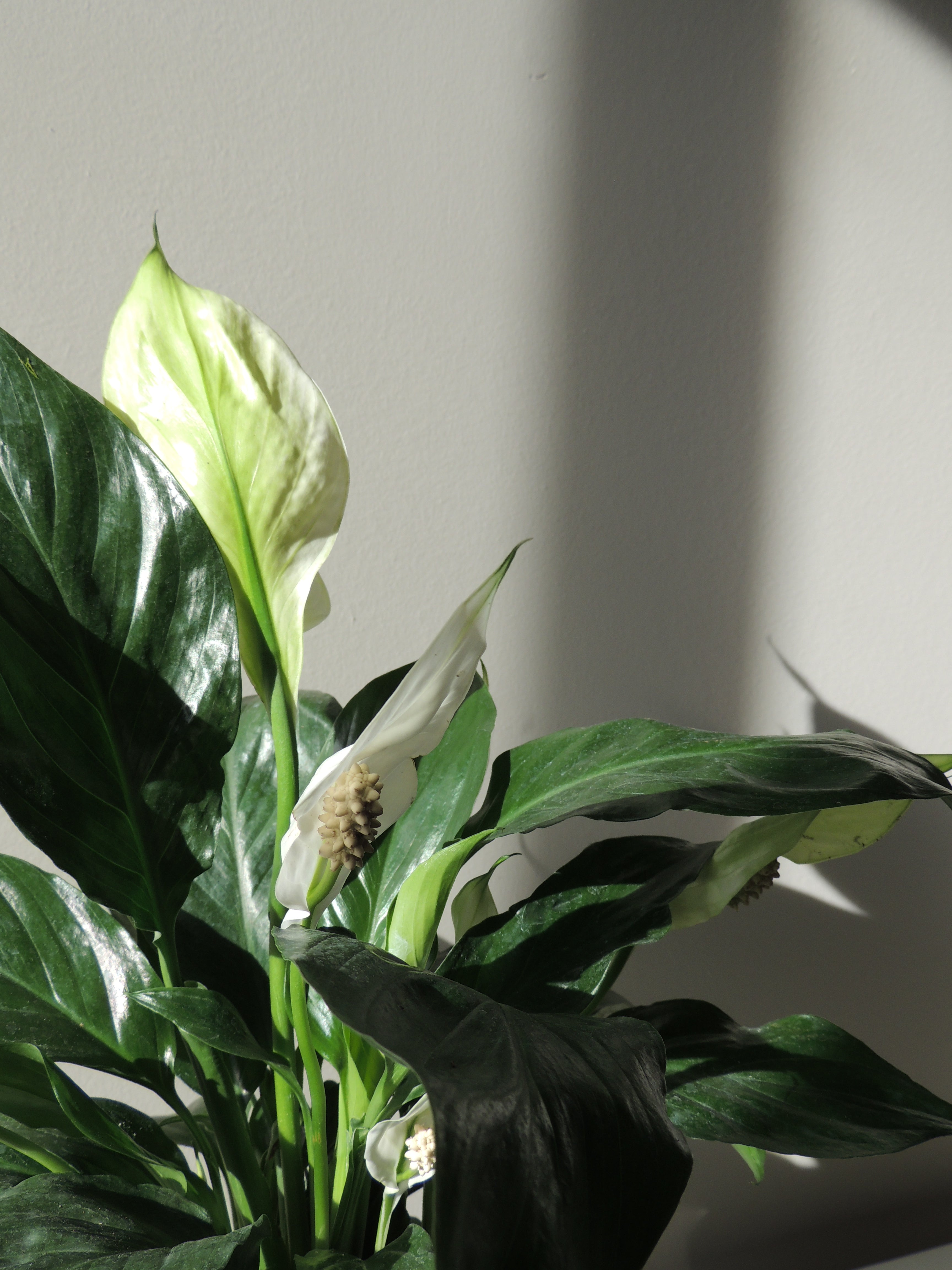 Peace Lily Kokedama