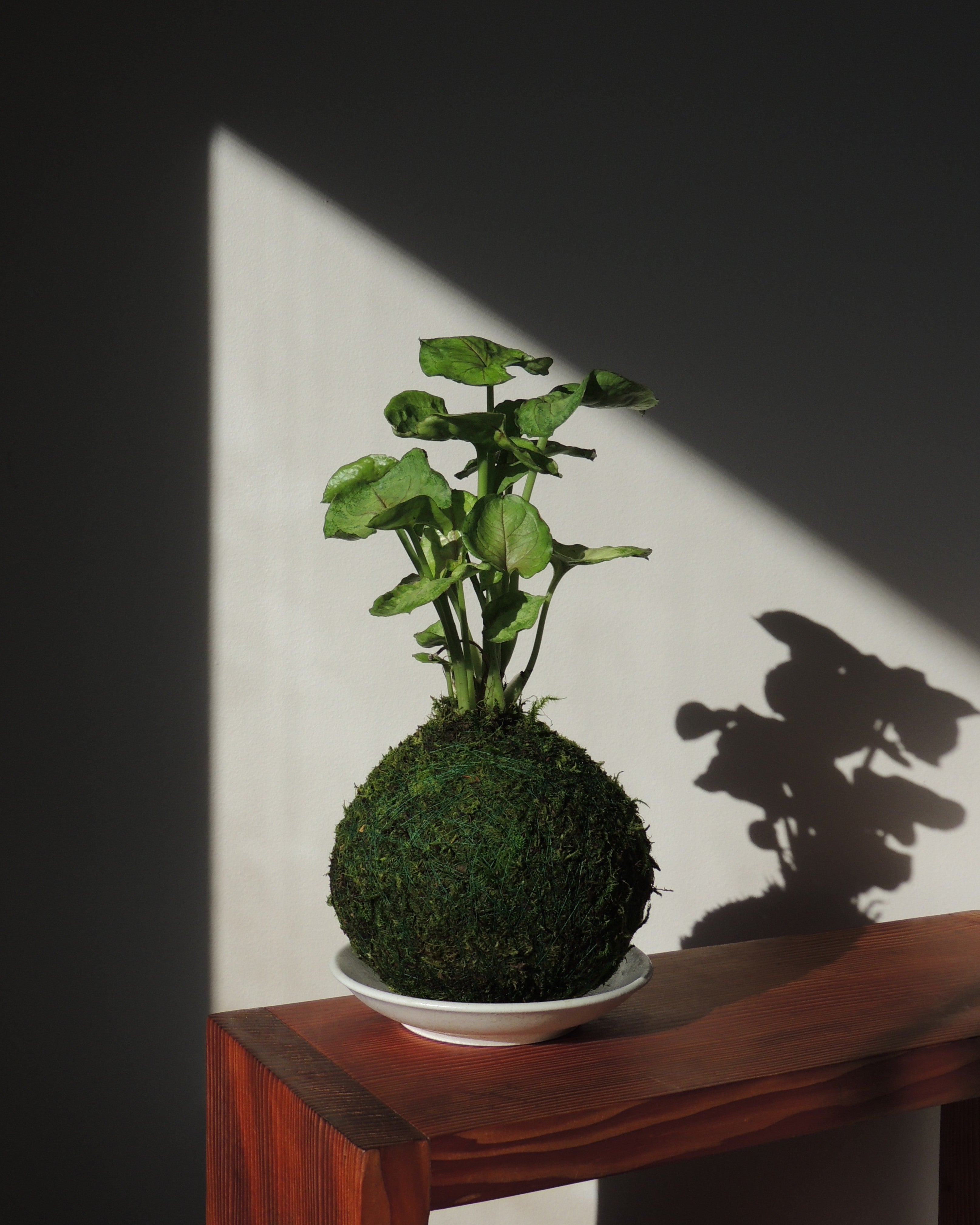 Syngonium Kokedama