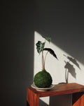 Alocasia Amazonica Kokedama