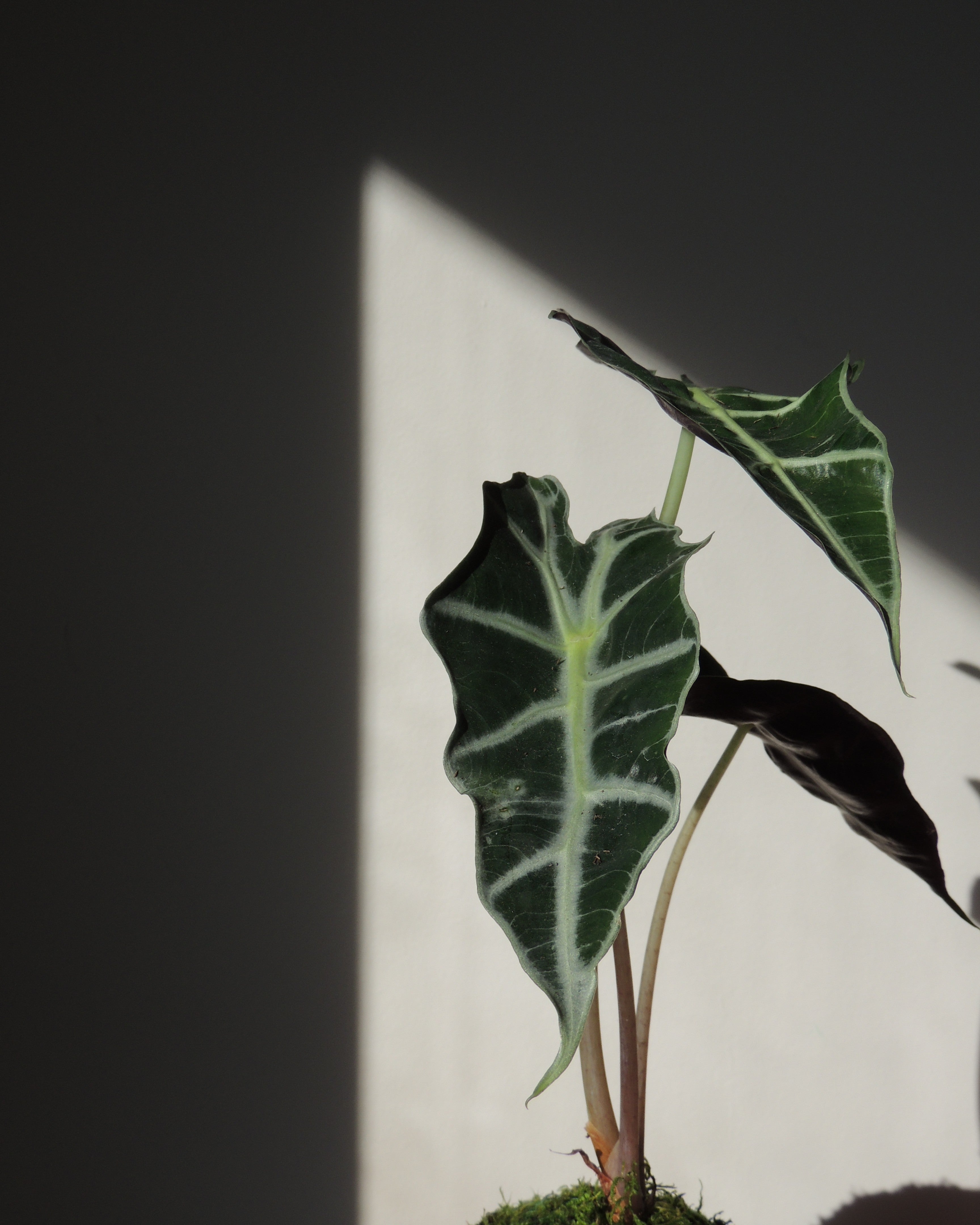 Alocasia Amazonica Kokedama