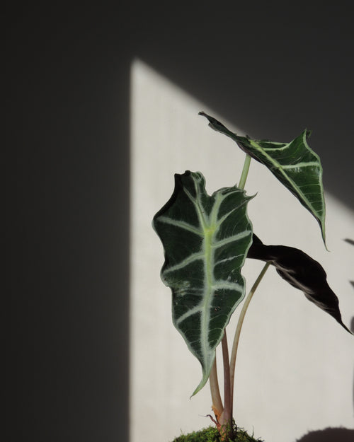 Alocasia Amazonica Kokedama