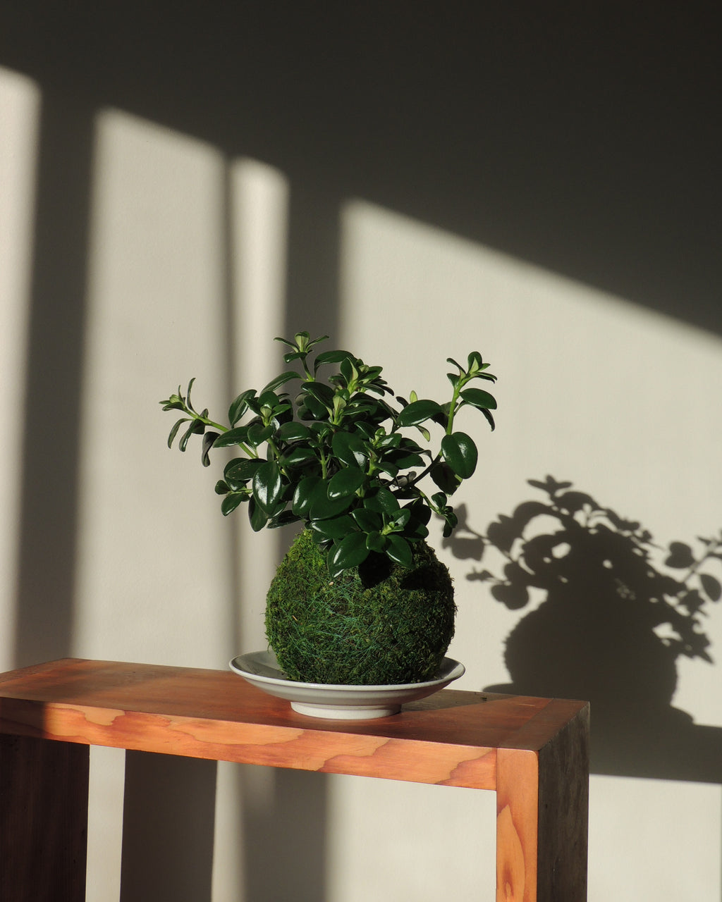 Gold Fish Plant Kokedama