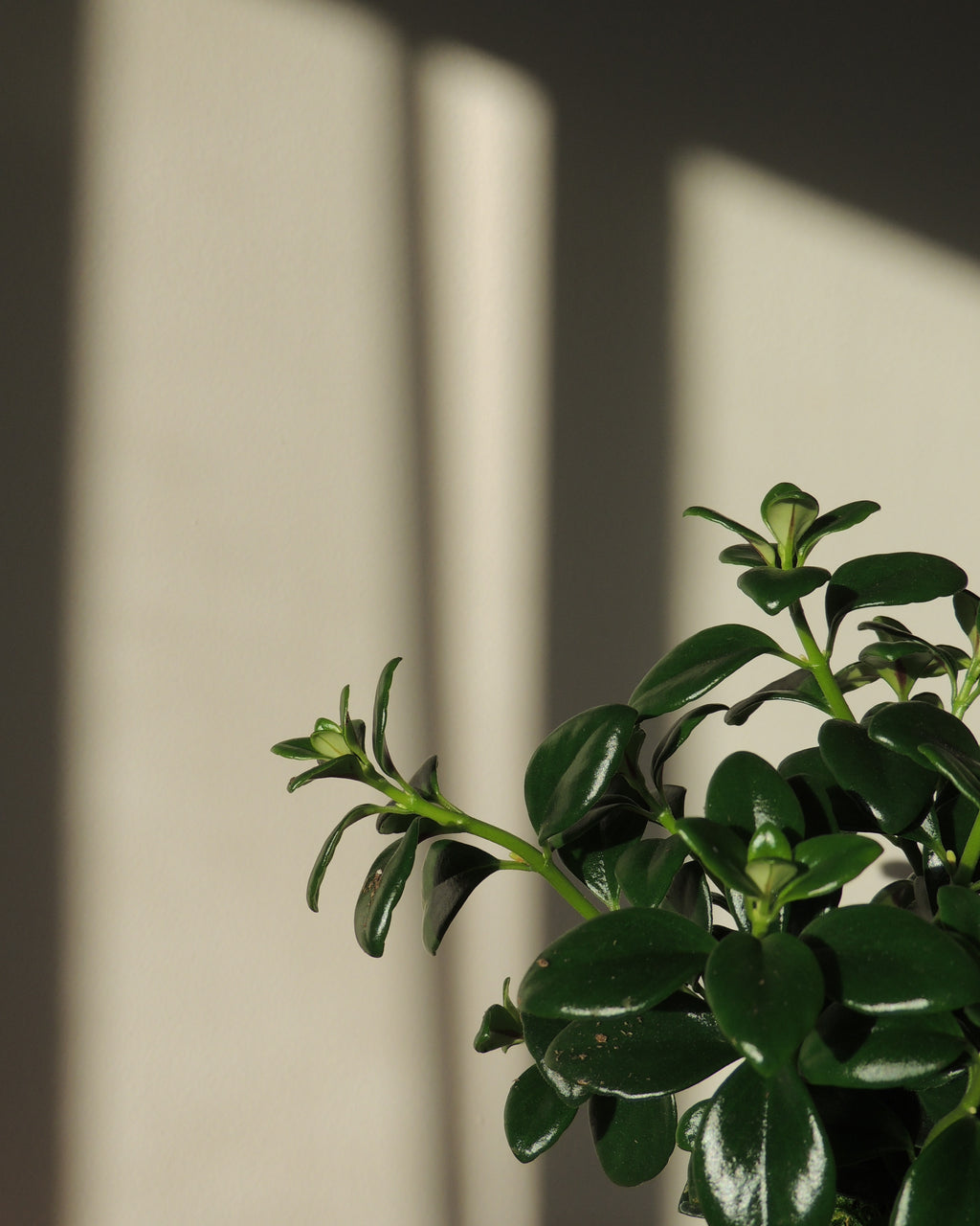 Gold Fish Plant Kokedama