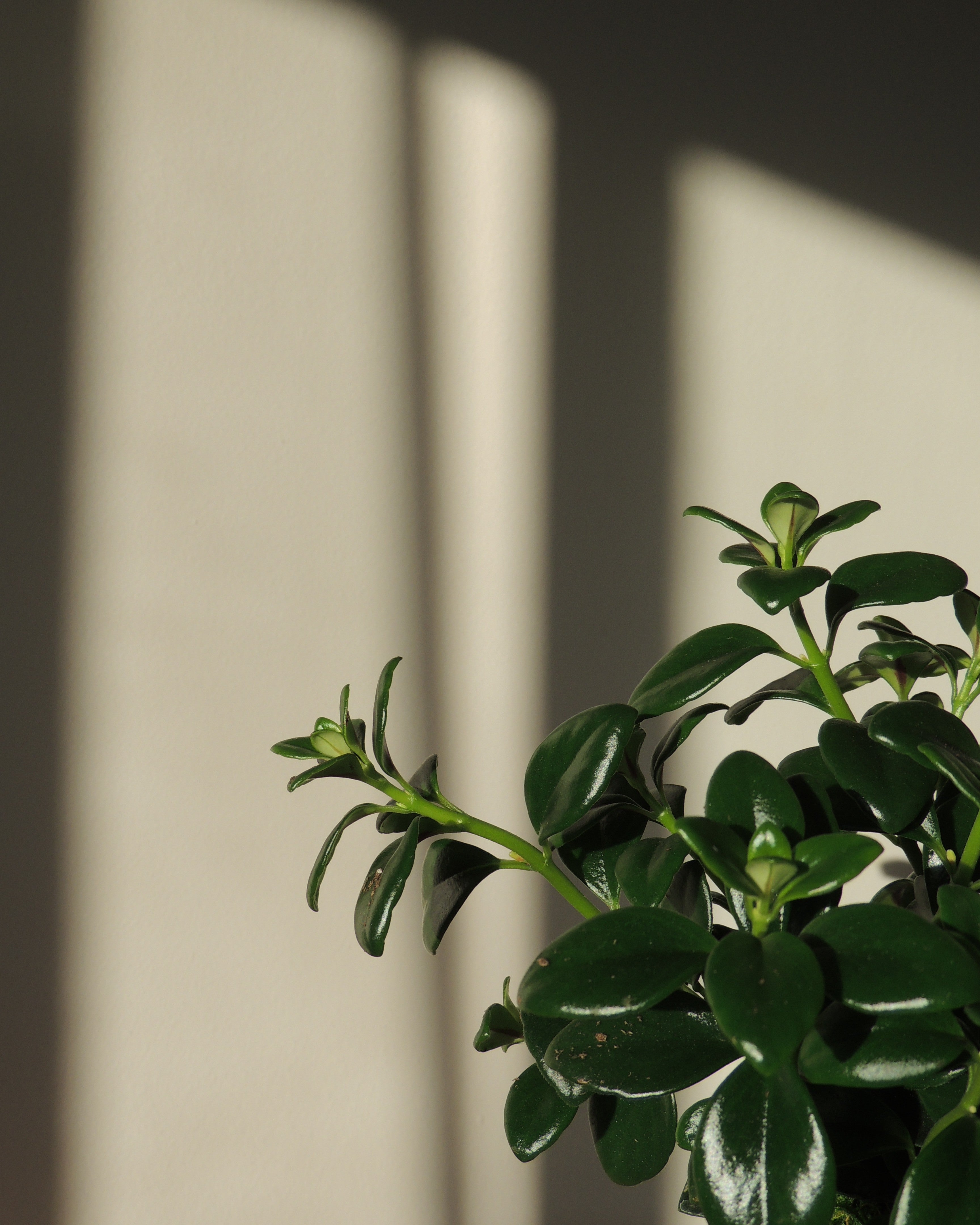 Gold Fish Plant Kokedama