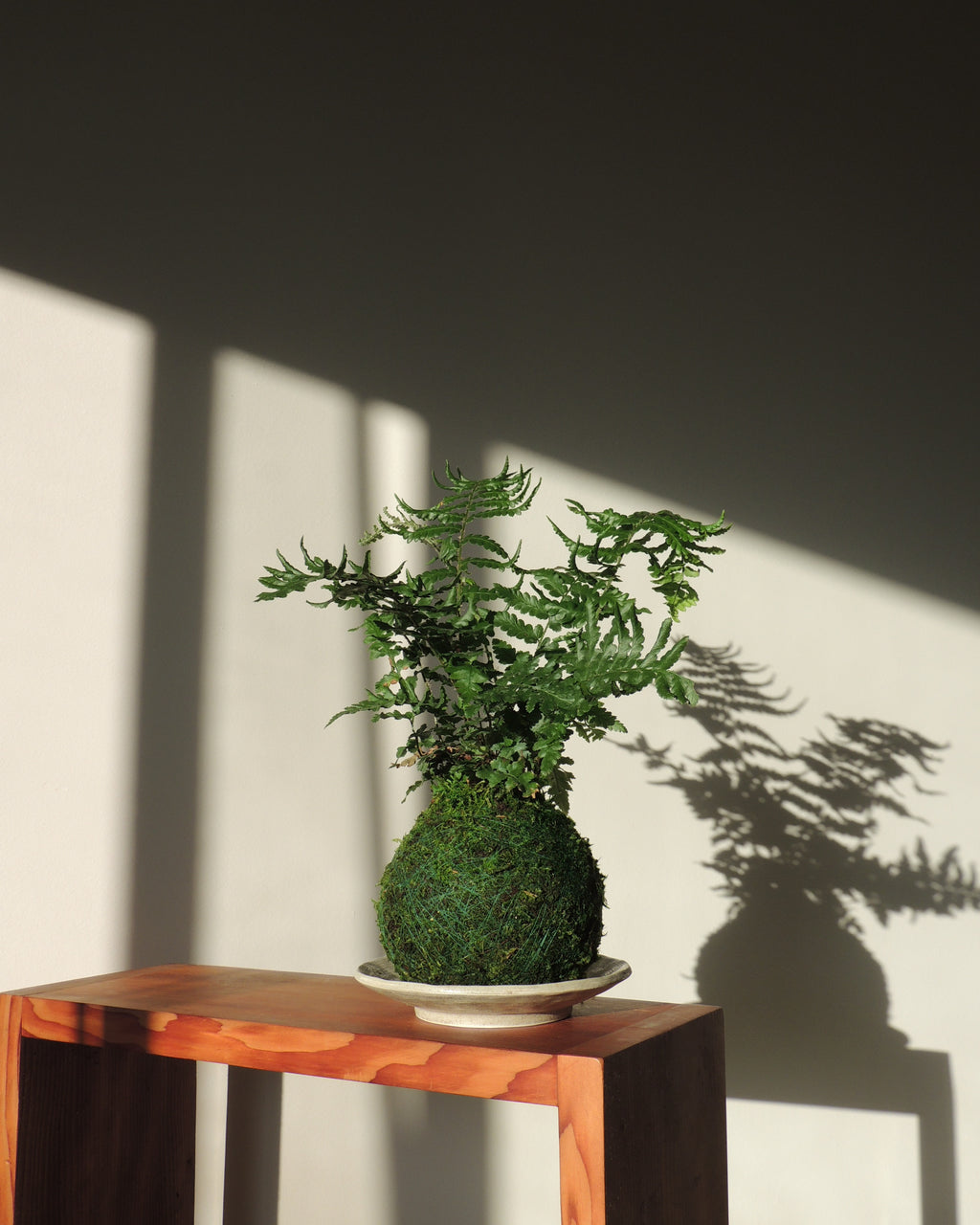 Shield Fern Kokedama