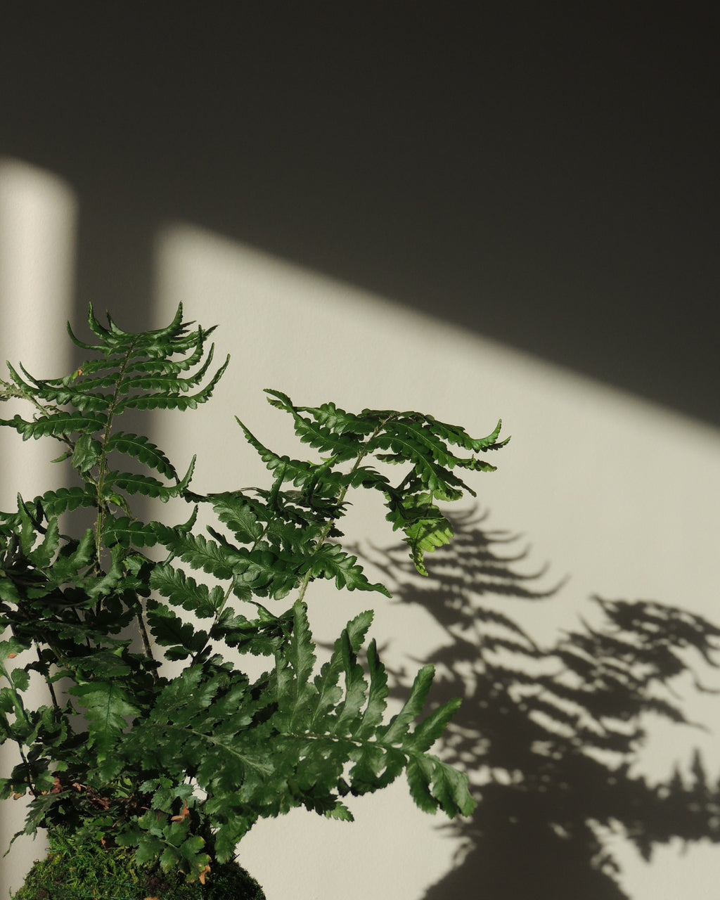 Shield Fern Kokedama