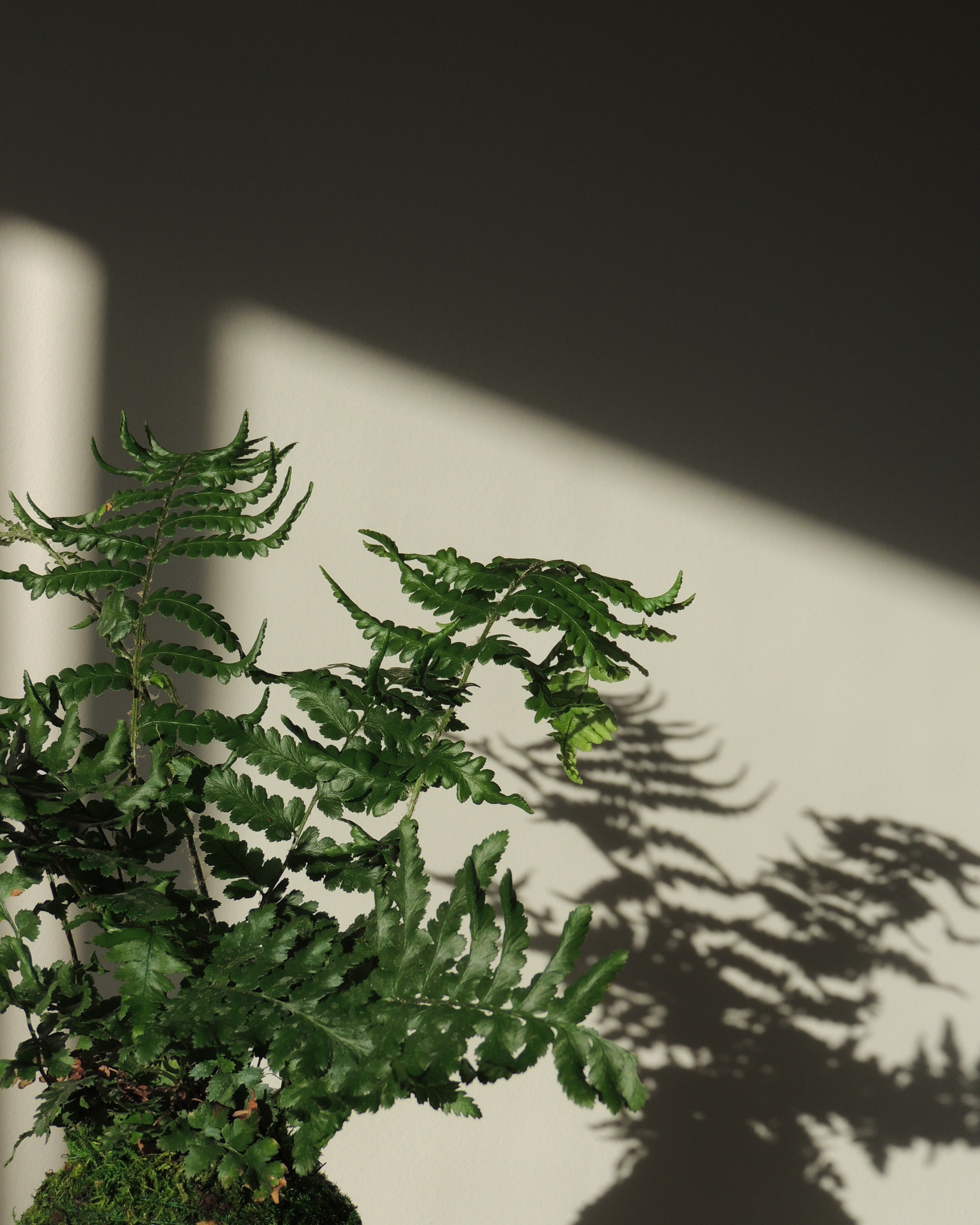 Shield Fern Kokedama