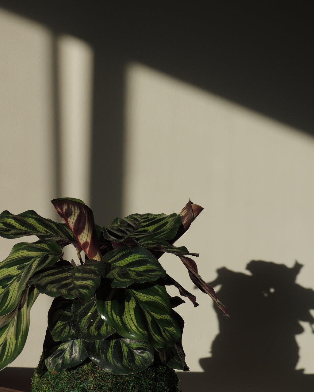 Calathea Makoyana Kokedama