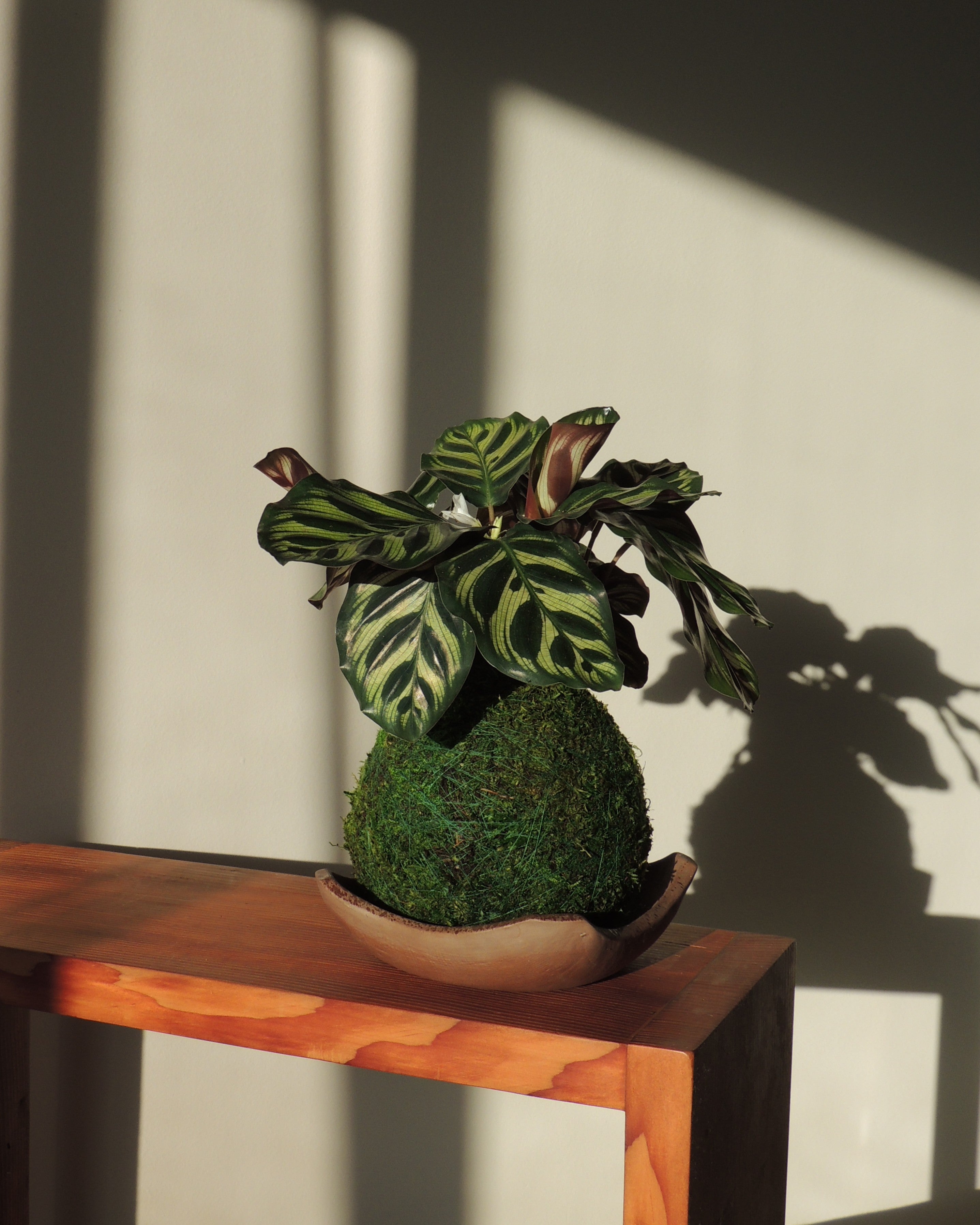 Calathea Makoyana Kokedama