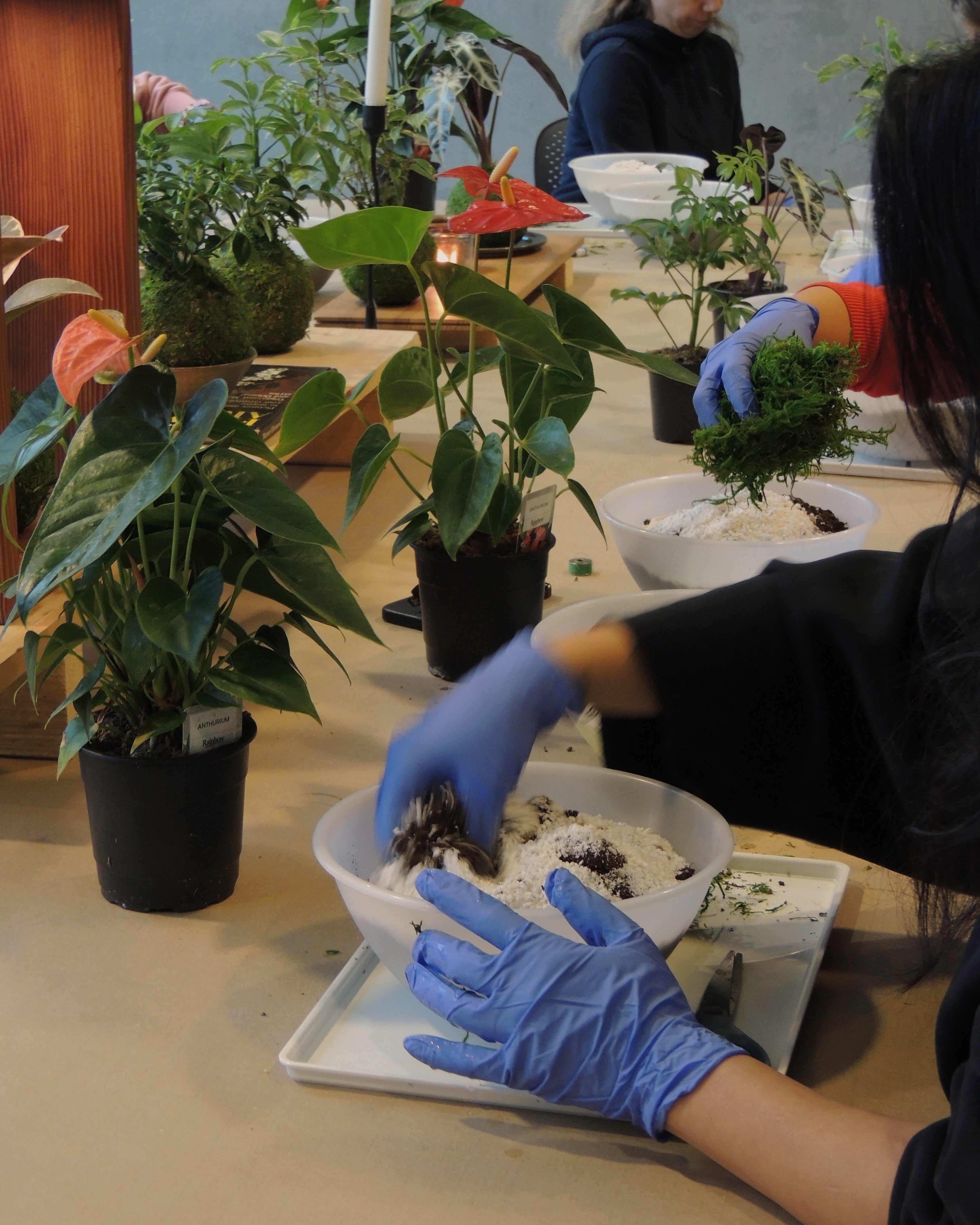 Kokedama Workshop