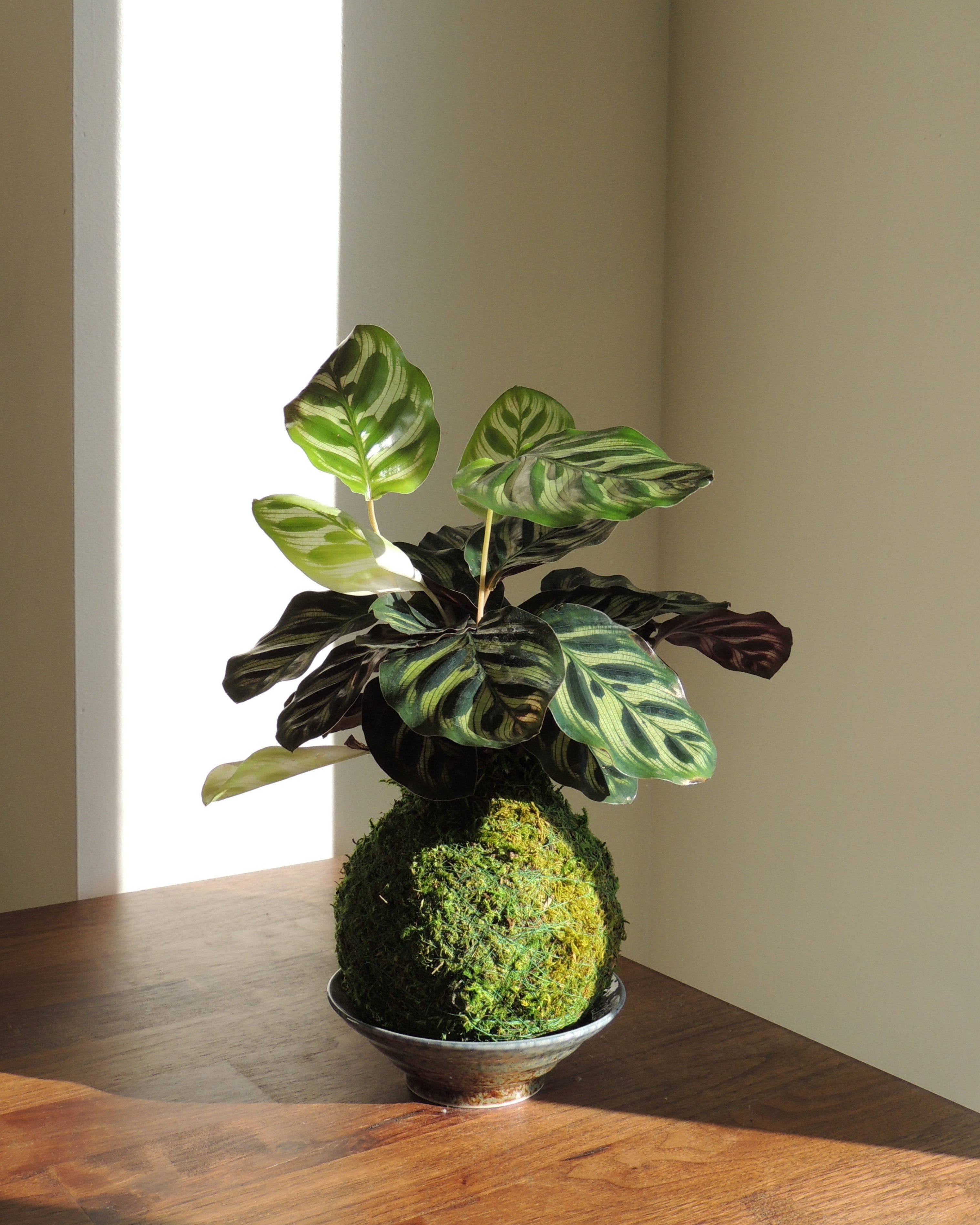 Calathea Makoyana Kokedama