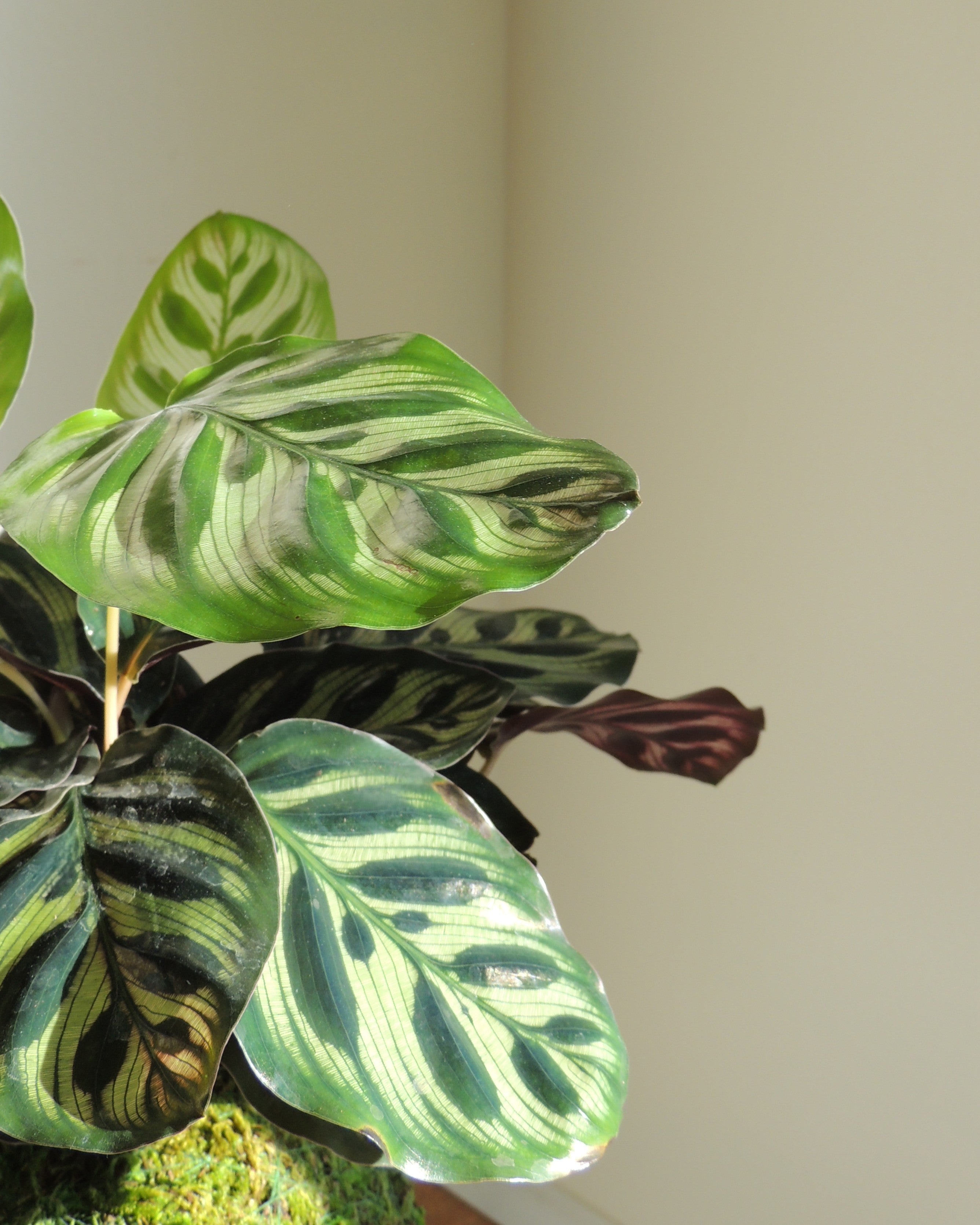 Calathea Makoyana Kokedama