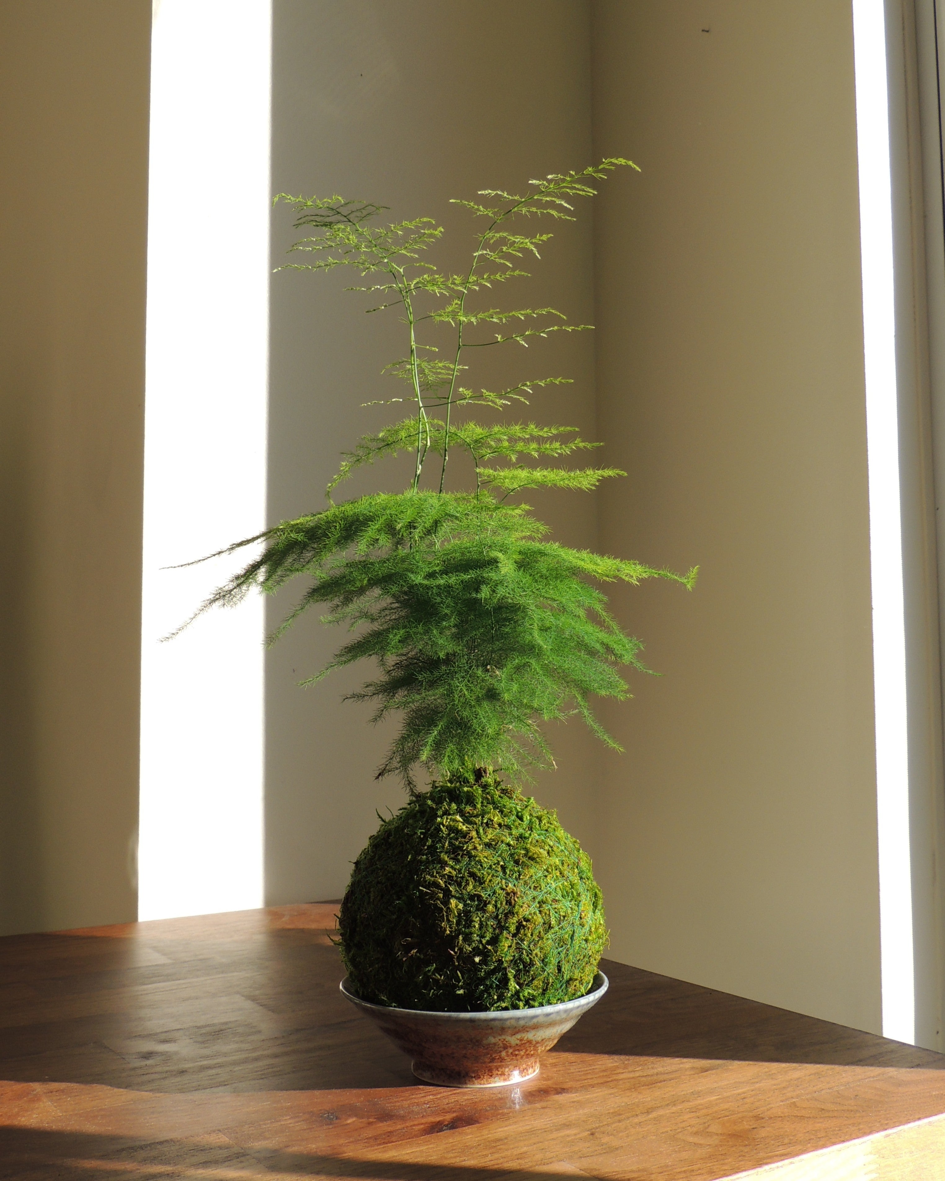 Plumosa Fern Kokedama