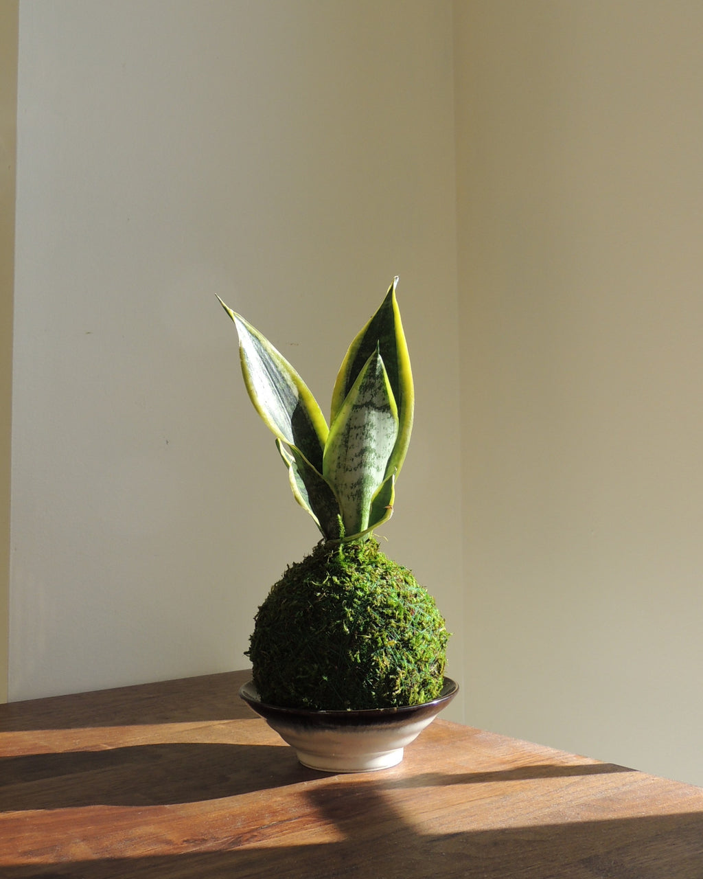 Sansevieria Kokedama