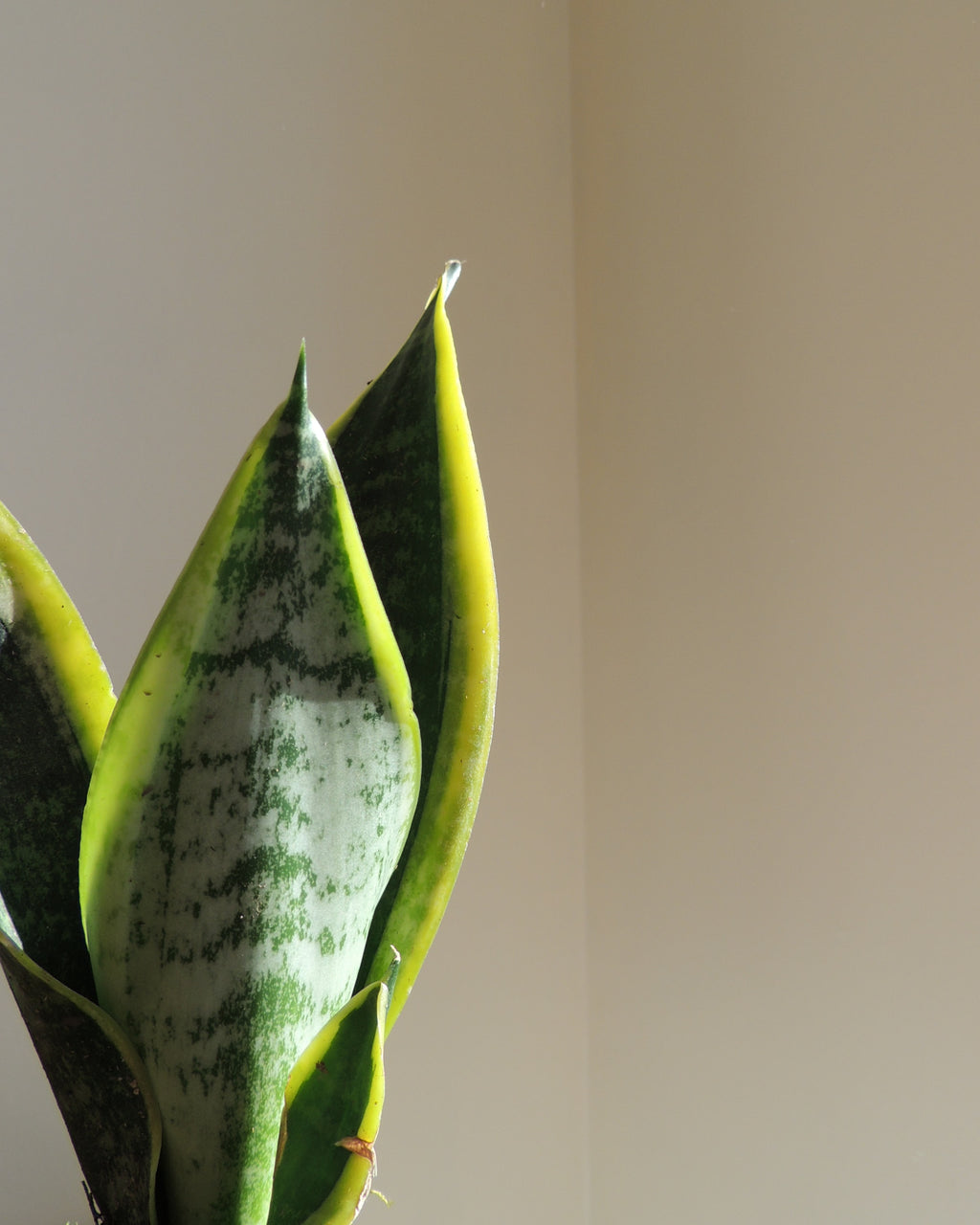 Sansevieria Kokedama