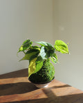 Philodendron Brasil Kokedama