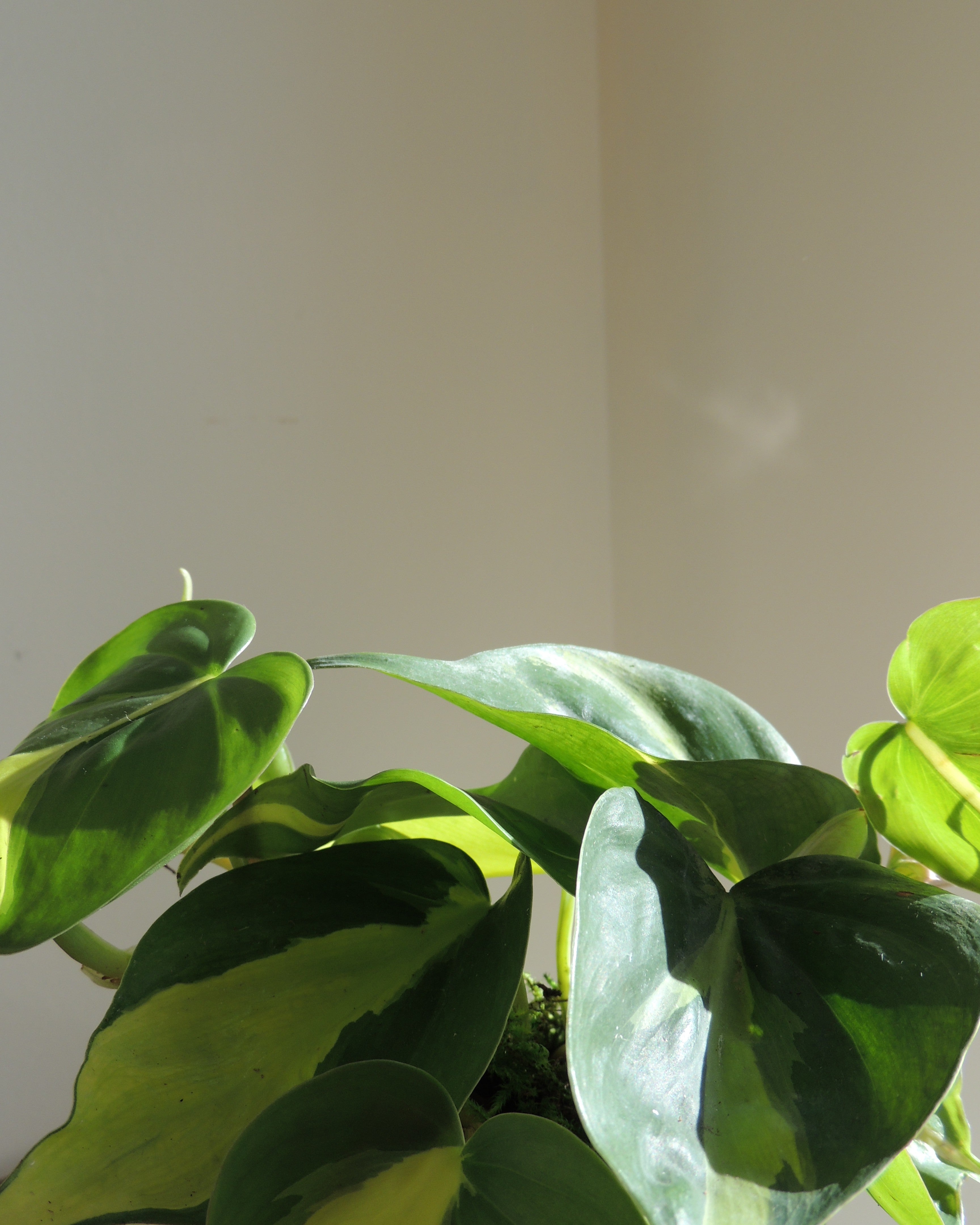 Philodendron Brasil Kokedama