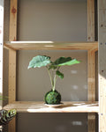 Alocasia Portora Kokedama