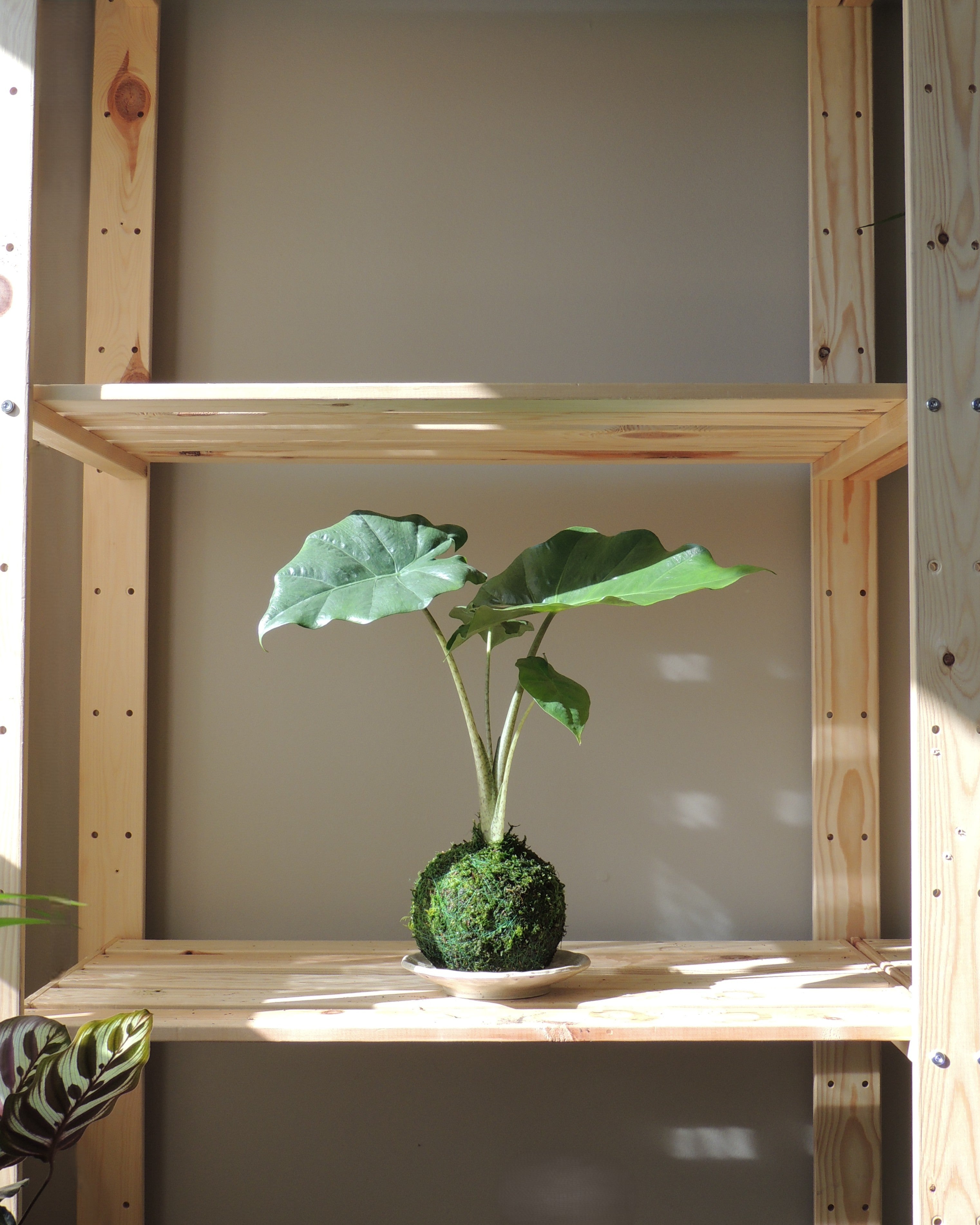 Alocasia Portora Kokedama