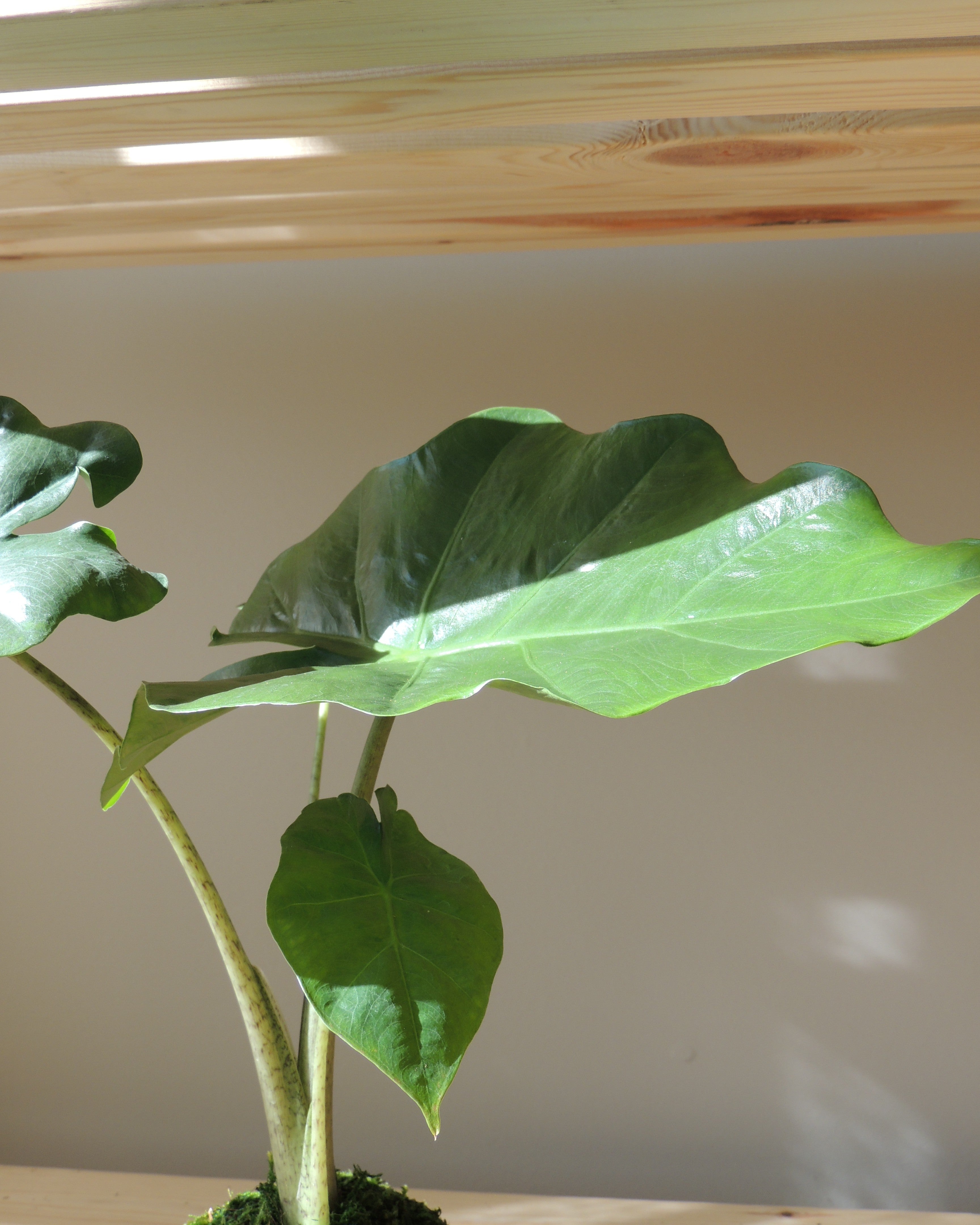 Alocasia Portora Kokedama