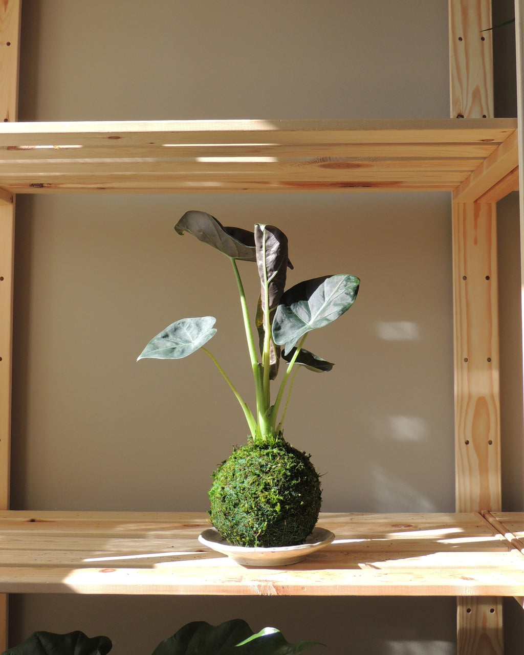 Alocasia Regal Shield Kokedama